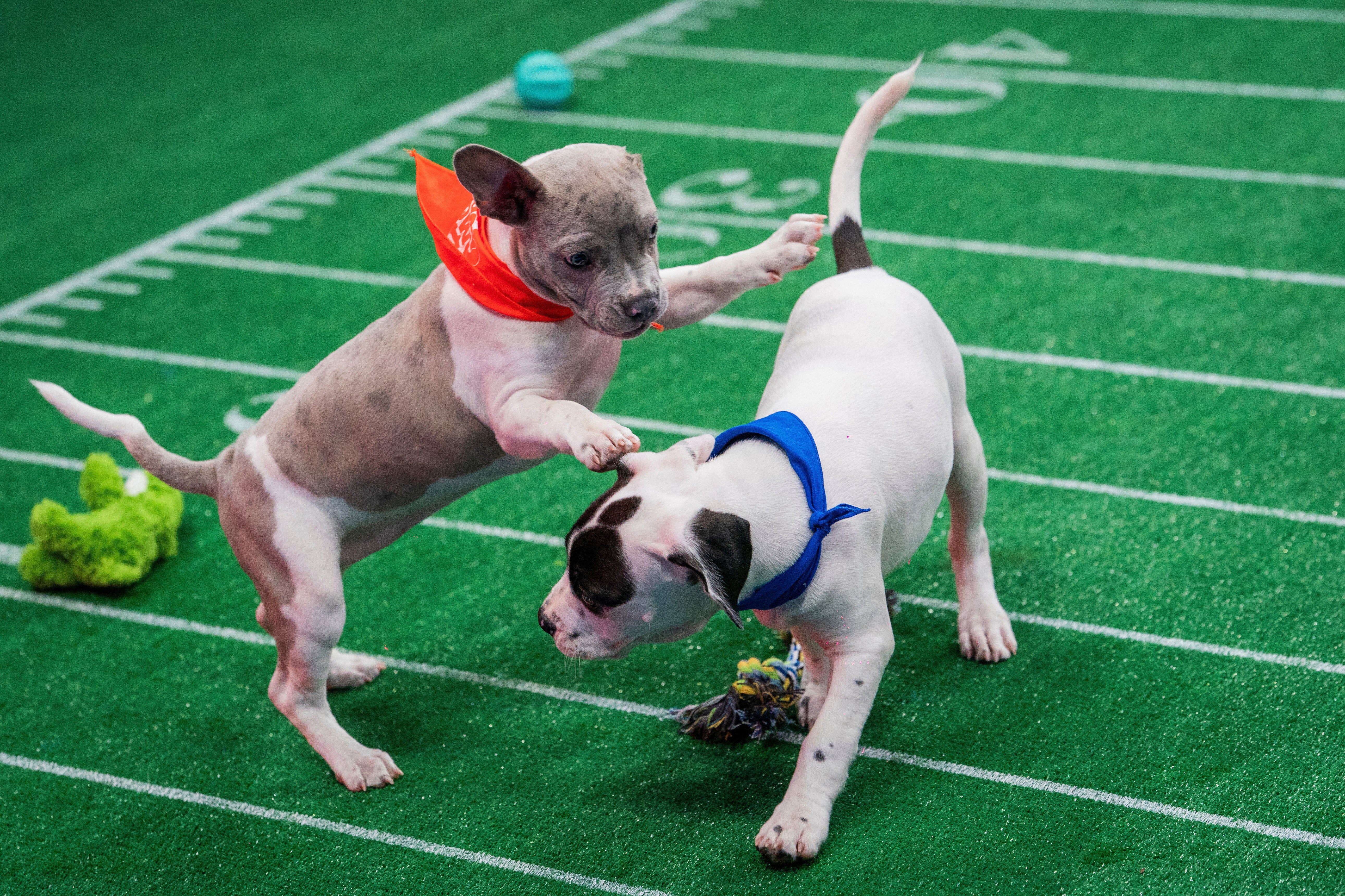 The Puppy Bowl has become a programming tent pole for Discovery