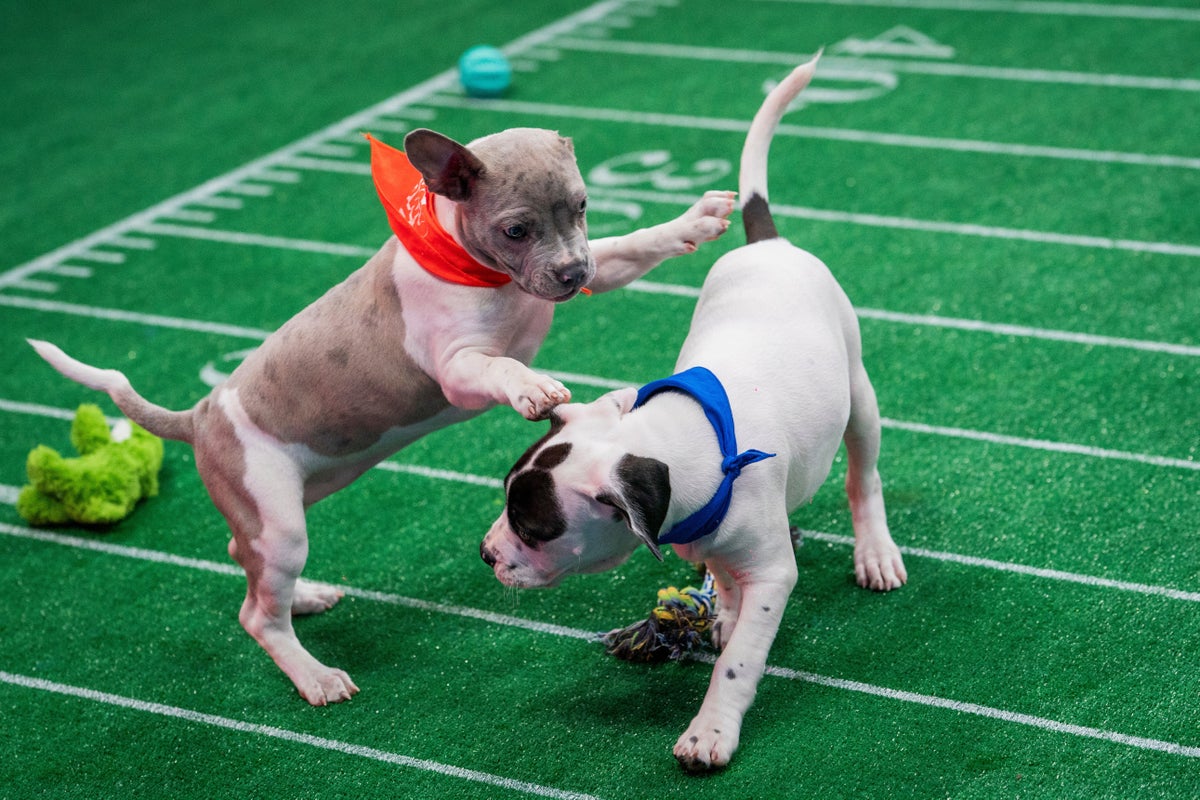 ‘Puppy Bowl’ is back with a Team Oldies vs Team Goldies showdown: How to watch