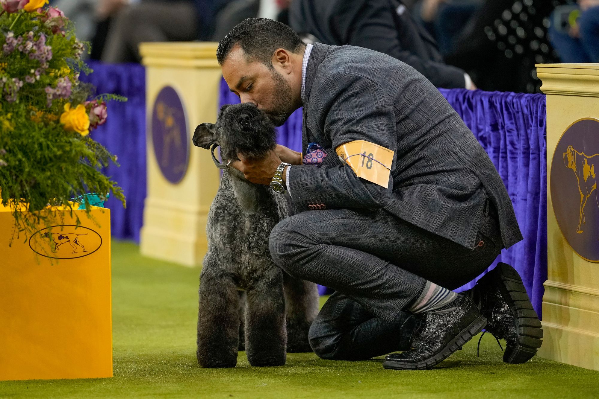 Della, a Kerry blue terrier gets a kiss from her handler during the terrier group competition