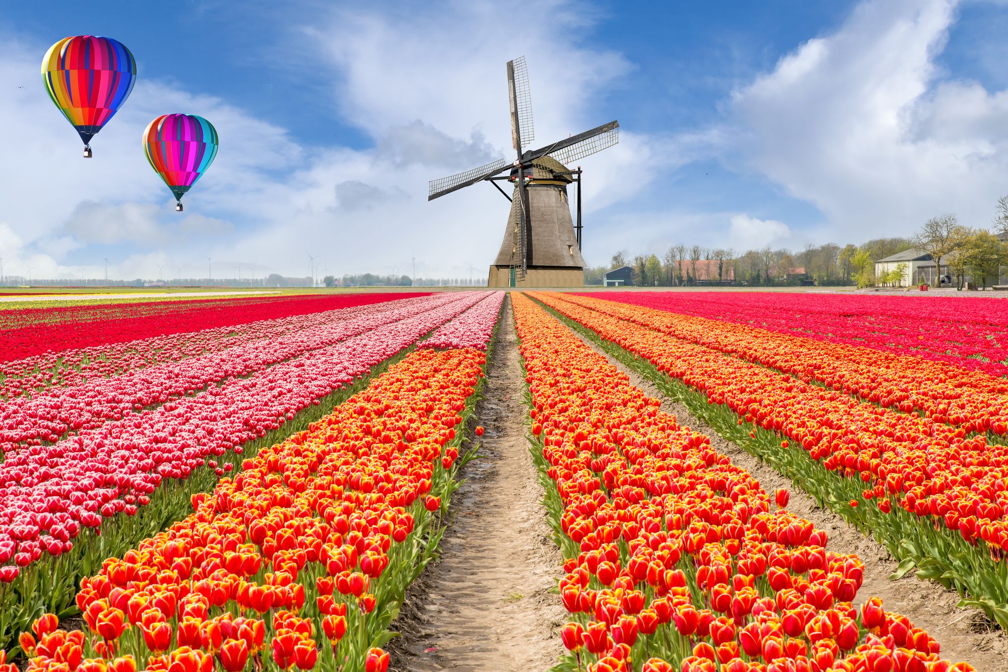 Billions of tulips are grown annually in The Netherlands, with some of the best displays found in the Bollenstreek region