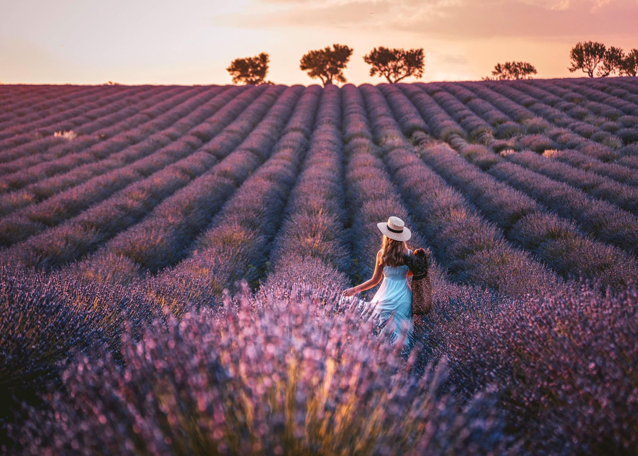 At certain times of the year, vast areas of France are covered in lavender
