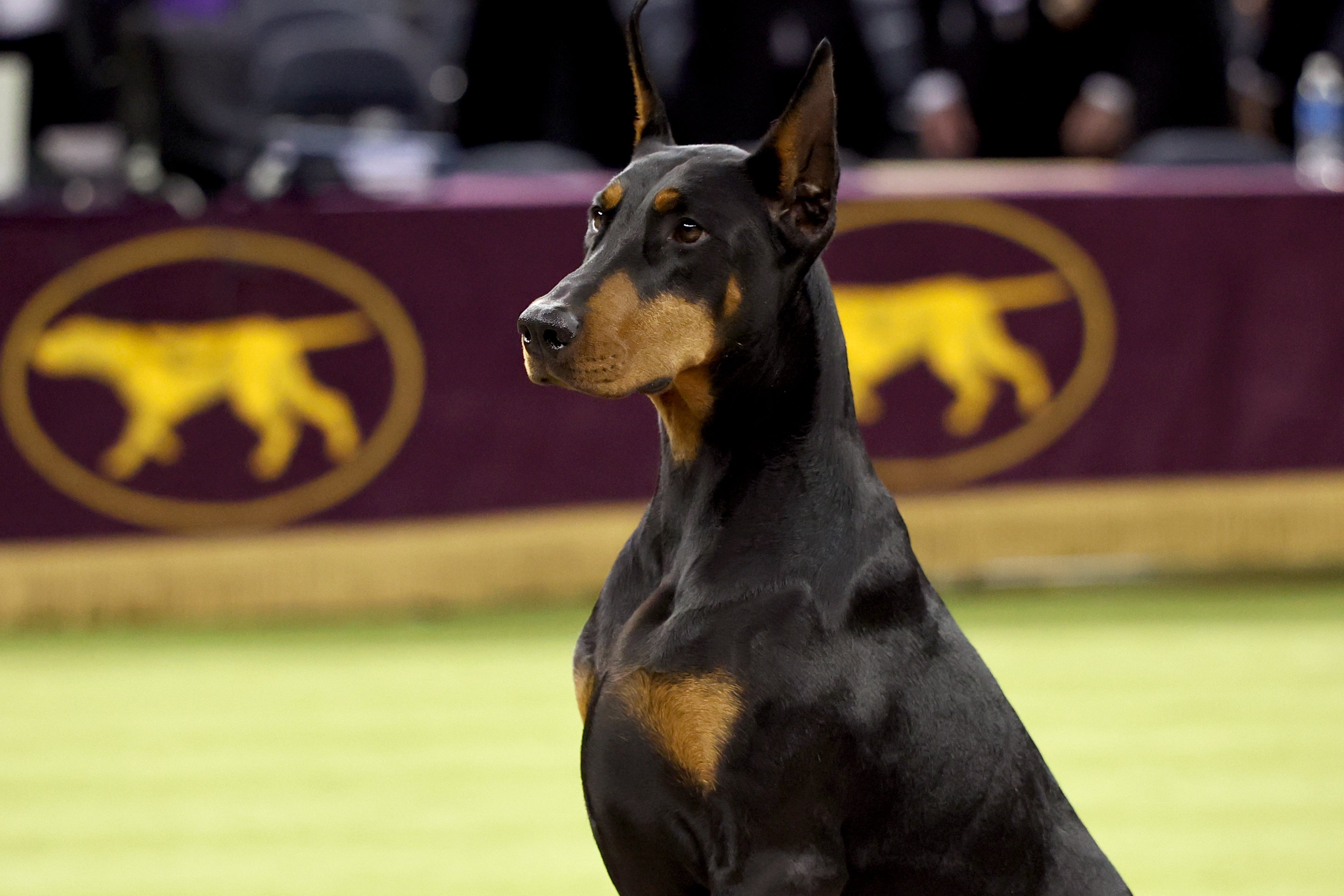 Penny, the Doberman Pinscher, winner of Best in Show