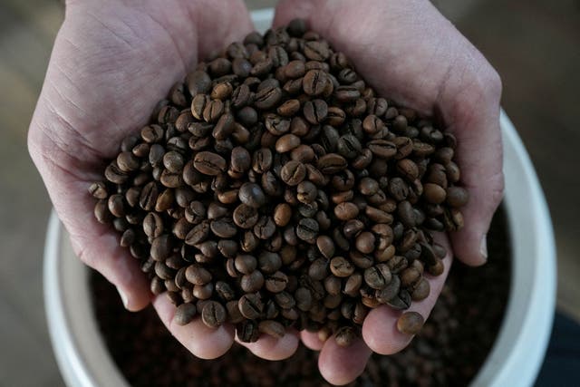 <p>Coffee grower Lucas Venturim holds robusta coffee beans at his farm shop in Sao Domingos do Norte, Espirito Santo state, Brazil </p>