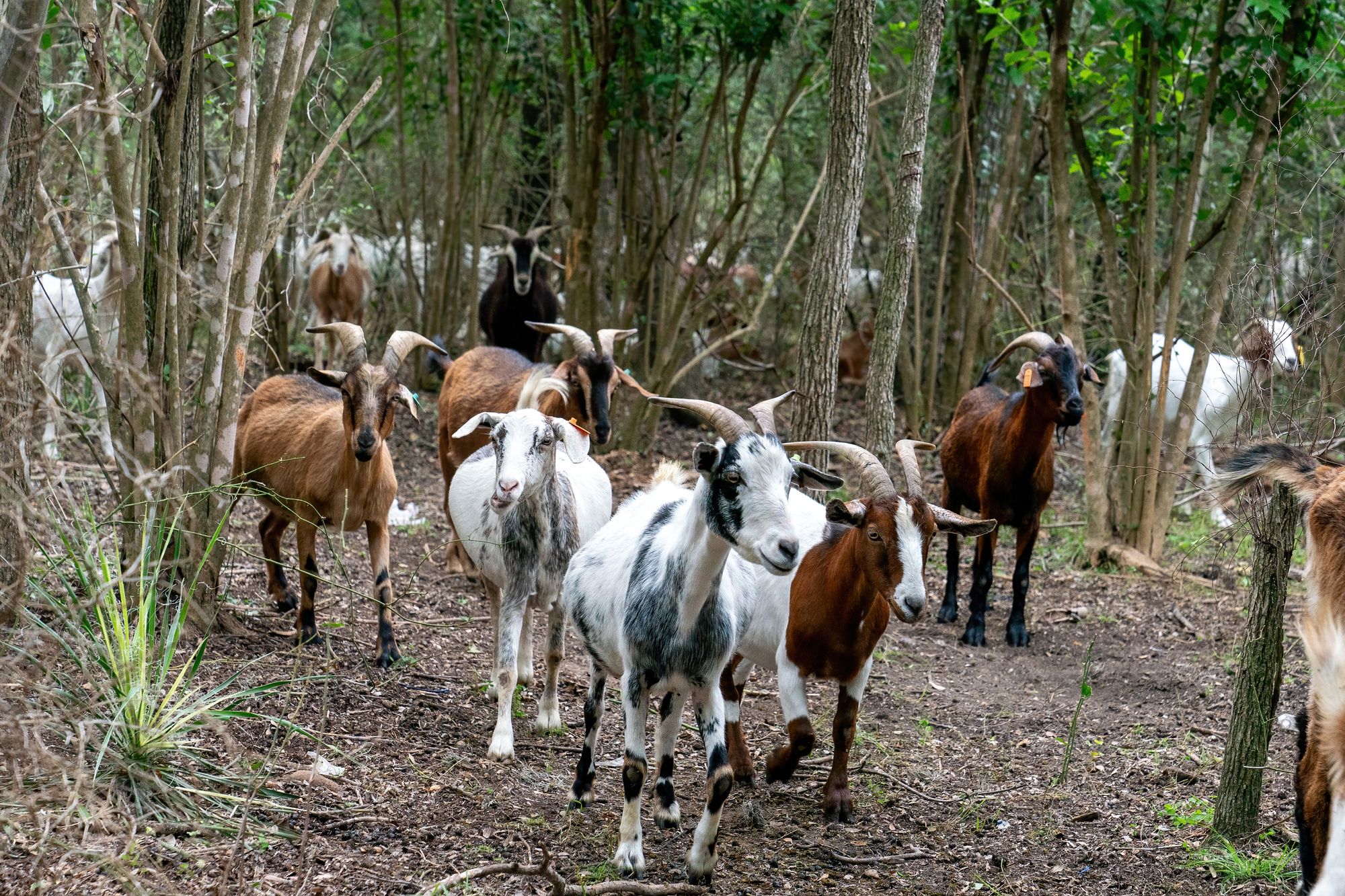 The goats act as an eco-friendly solution to removing invasive species