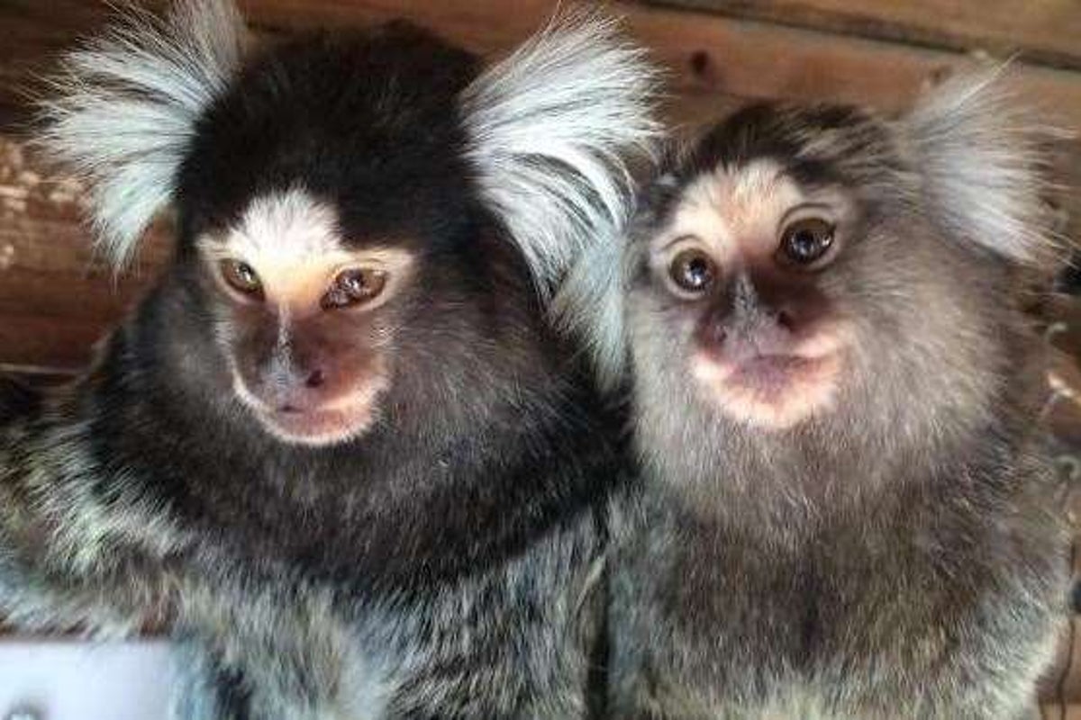 ‘I own nine monkeys – new laws could mean they’ll be killed’
