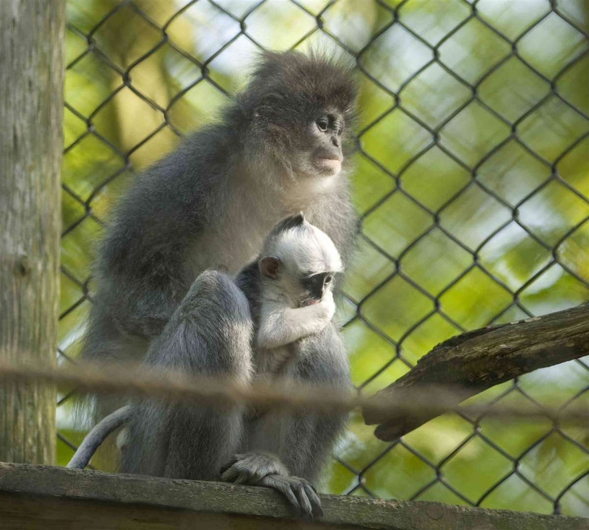 Primates could be seized from owners without licences