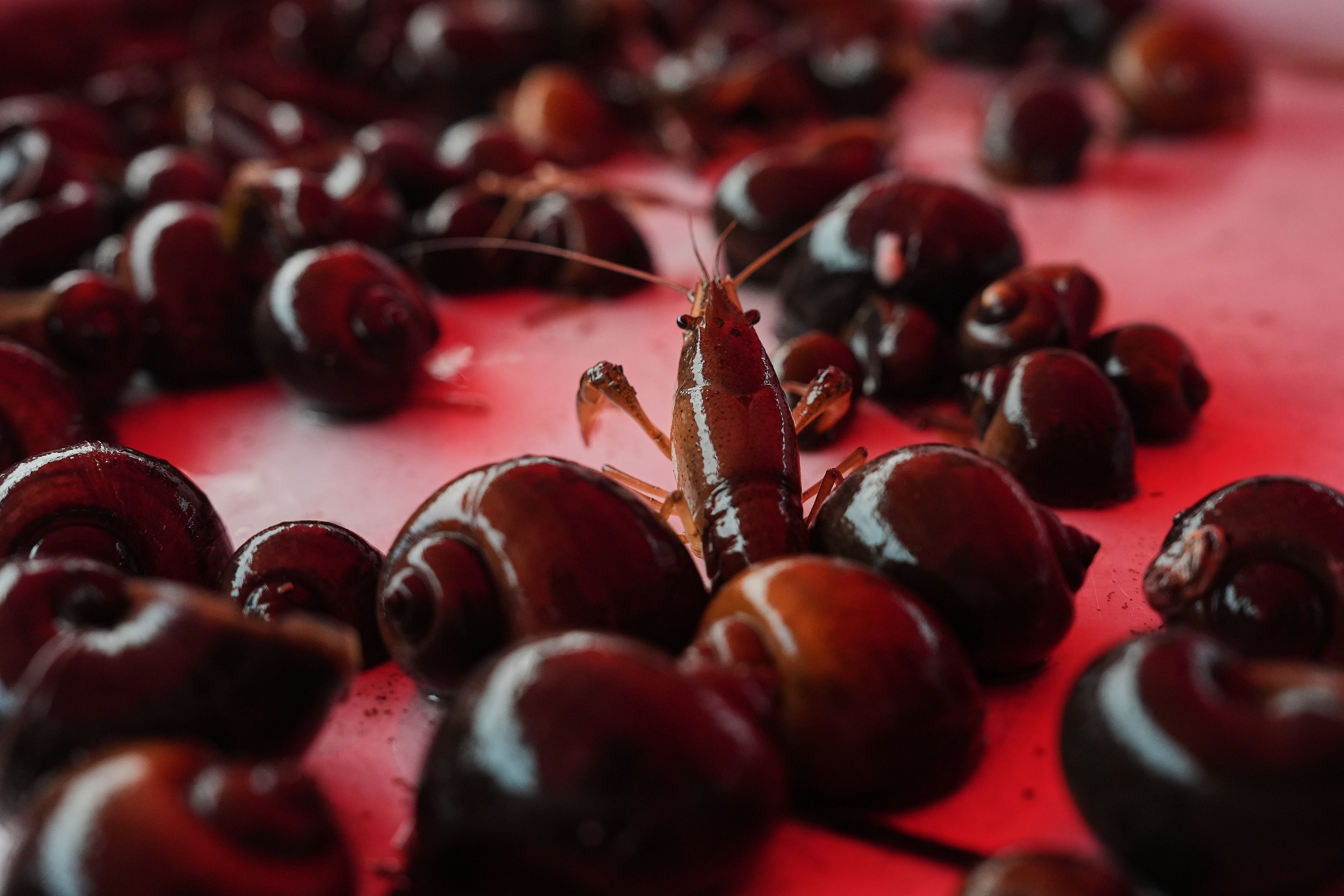 Climate Rice and Crawfish Pests