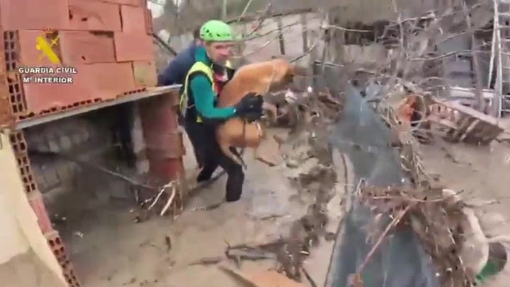 <p>Rescuers race to save animals trapped by severe Spain floods.</p>