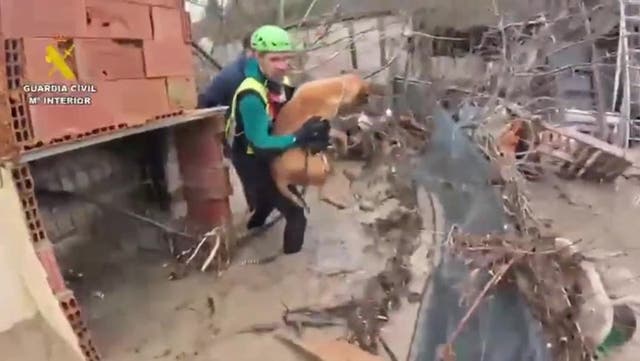 <p>Rescuers race to save animals trapped by severe Spain floods.</p>