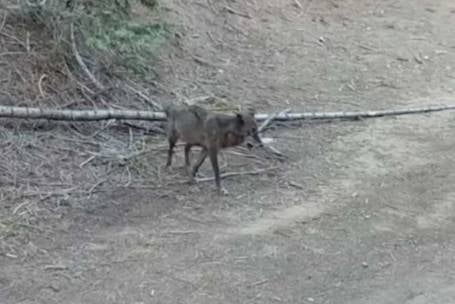 Gray wolf spotted in Los Angeles for the first time in over 100 years