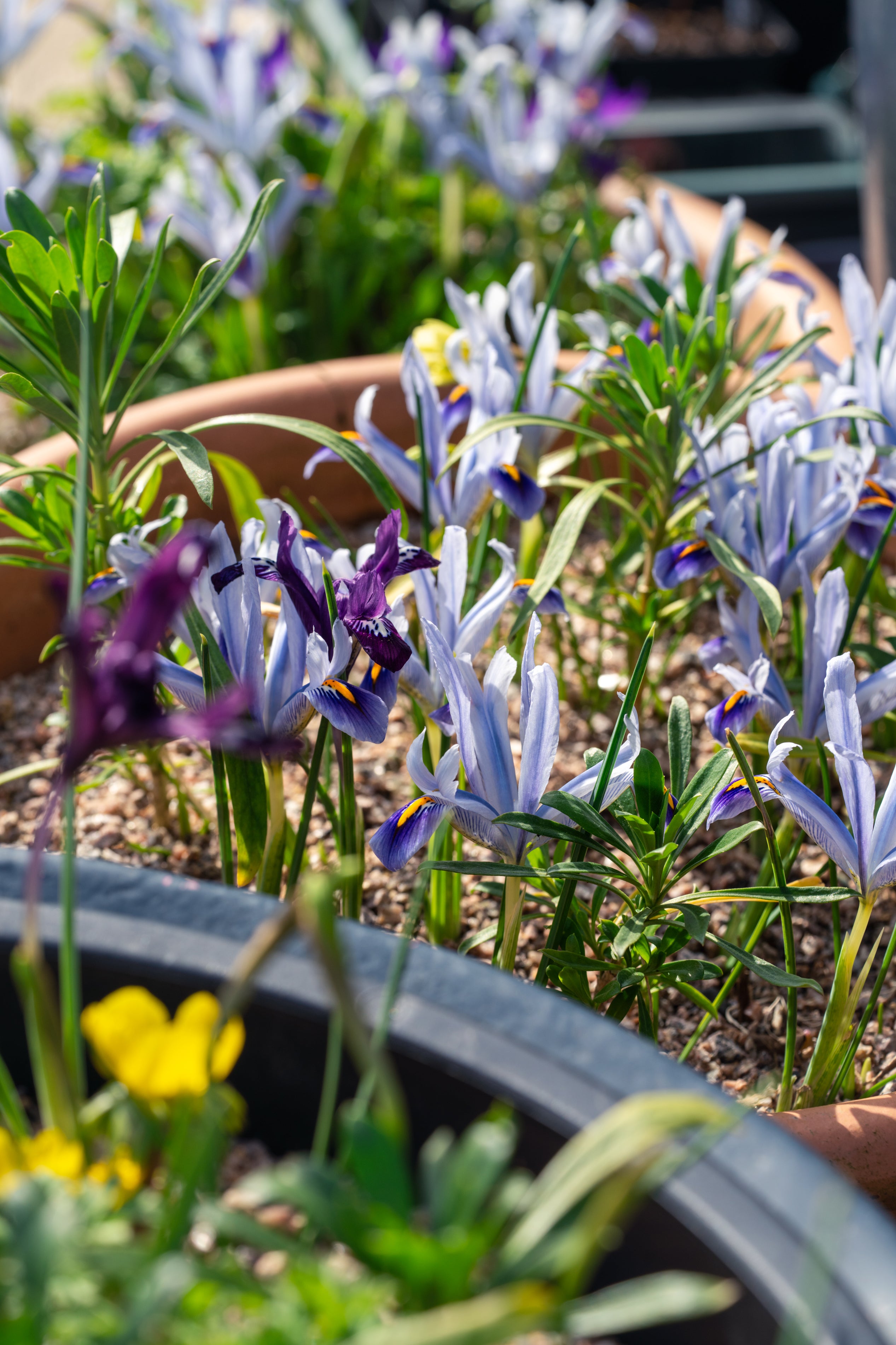 Iris reticulata in pots