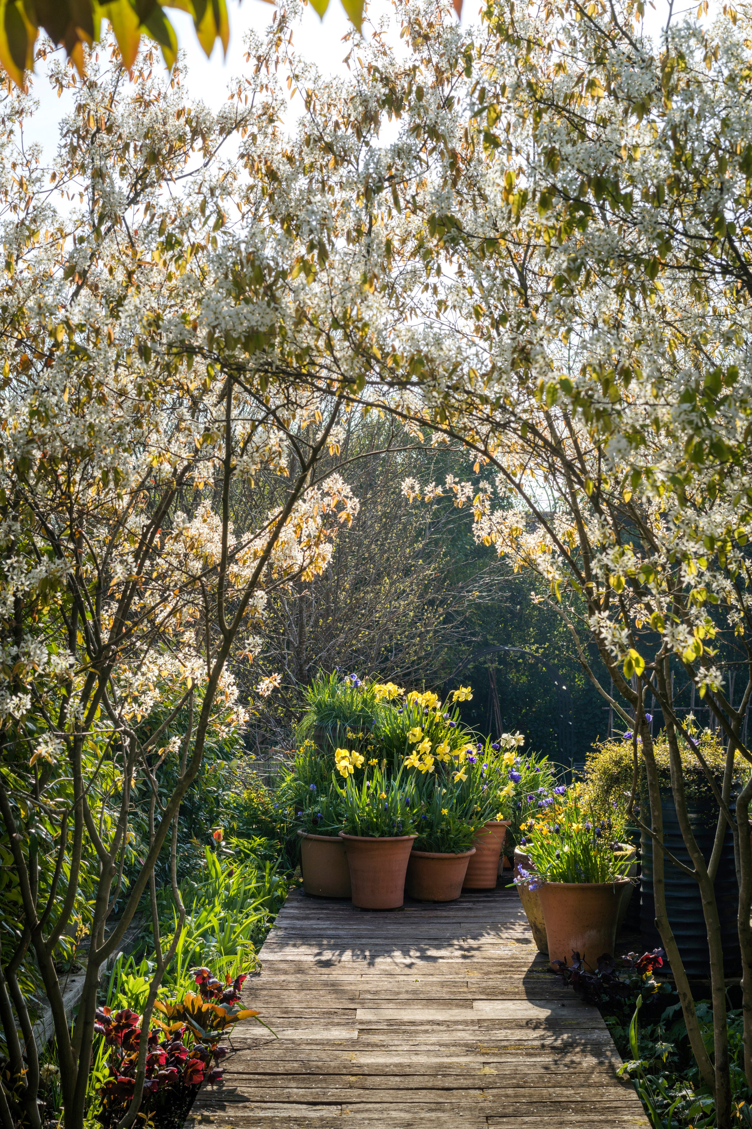 An archway of amelanchier trees in flower