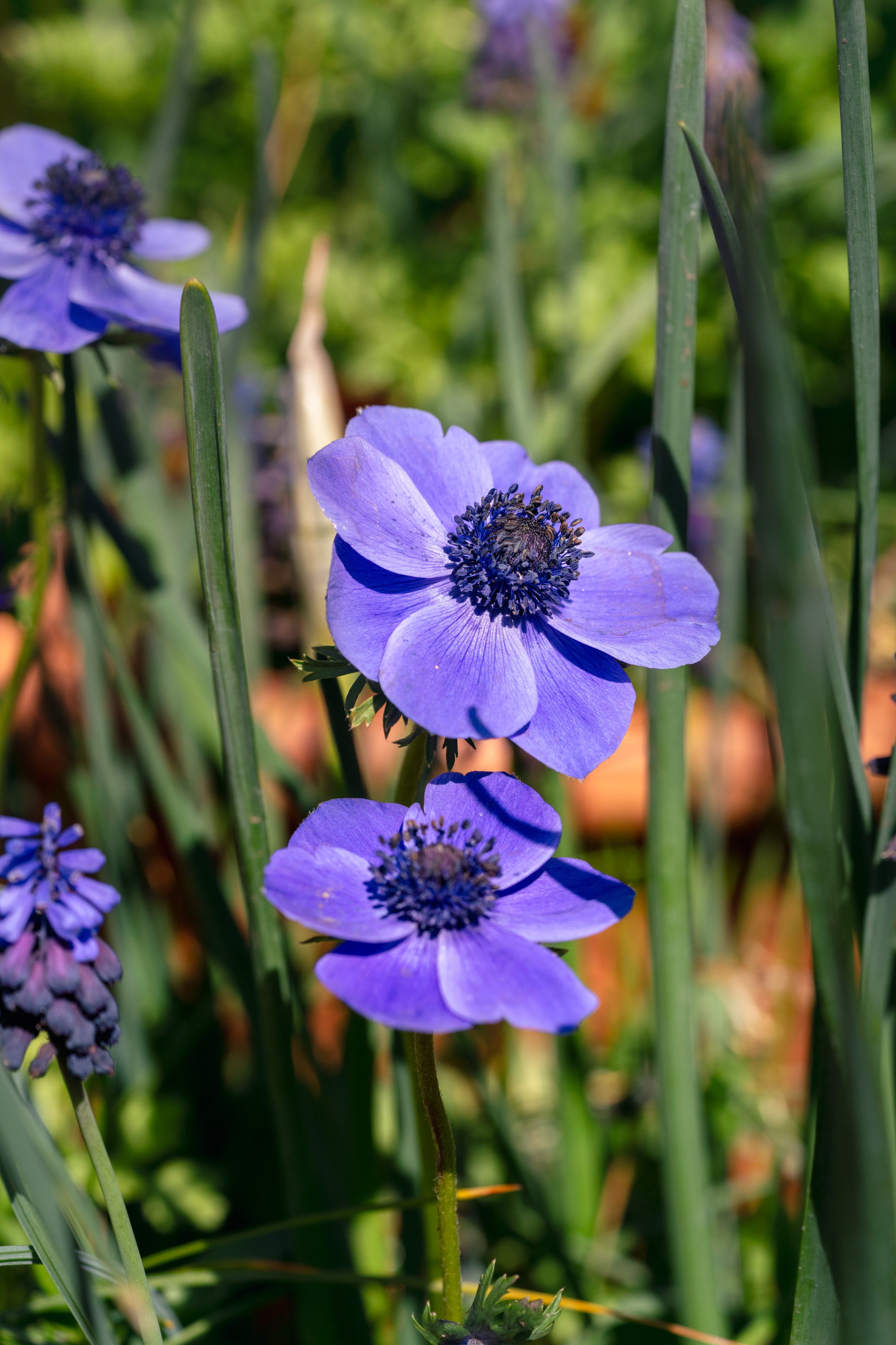 Purple anemones