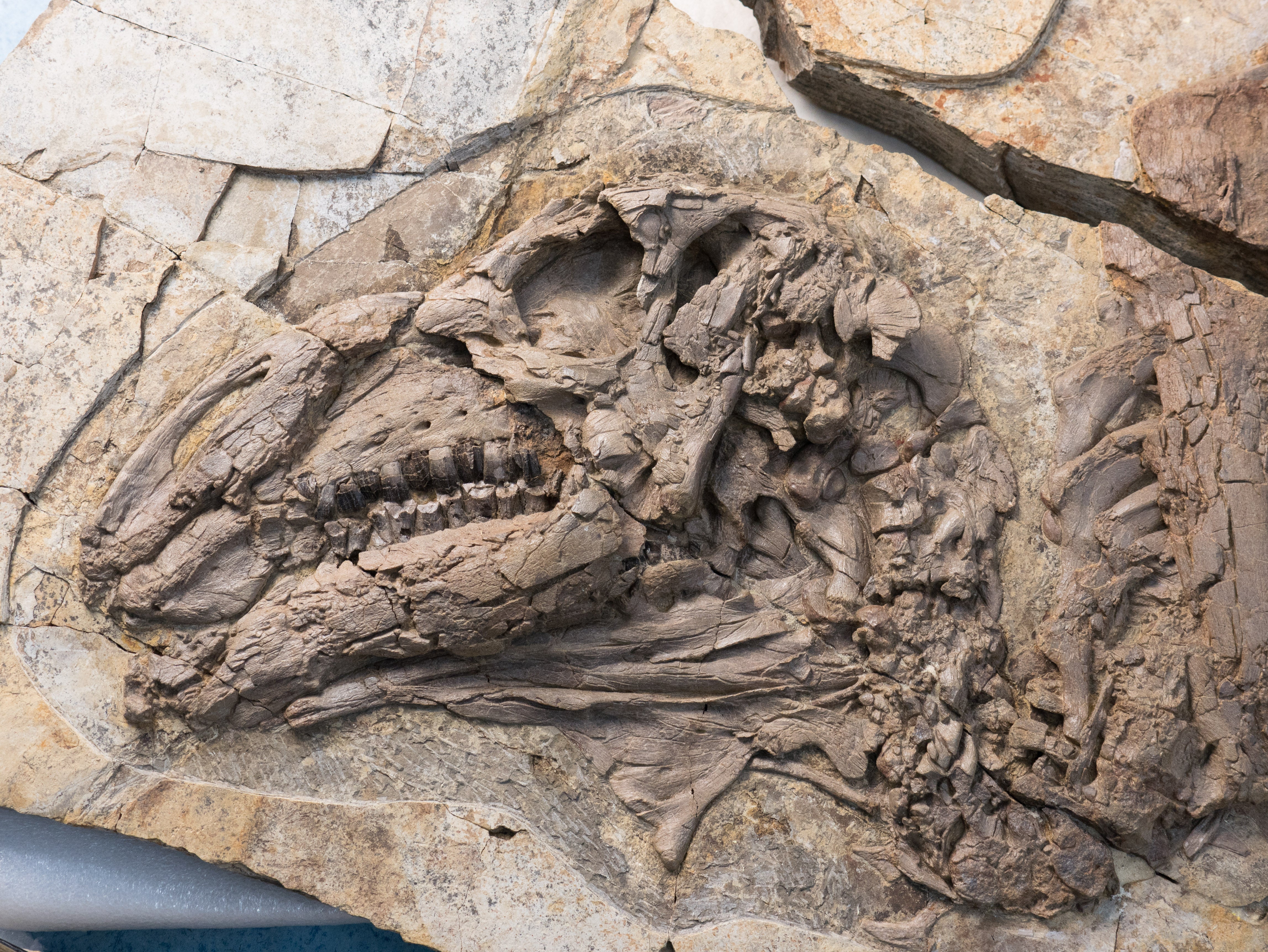 The Haolong dongi fossil