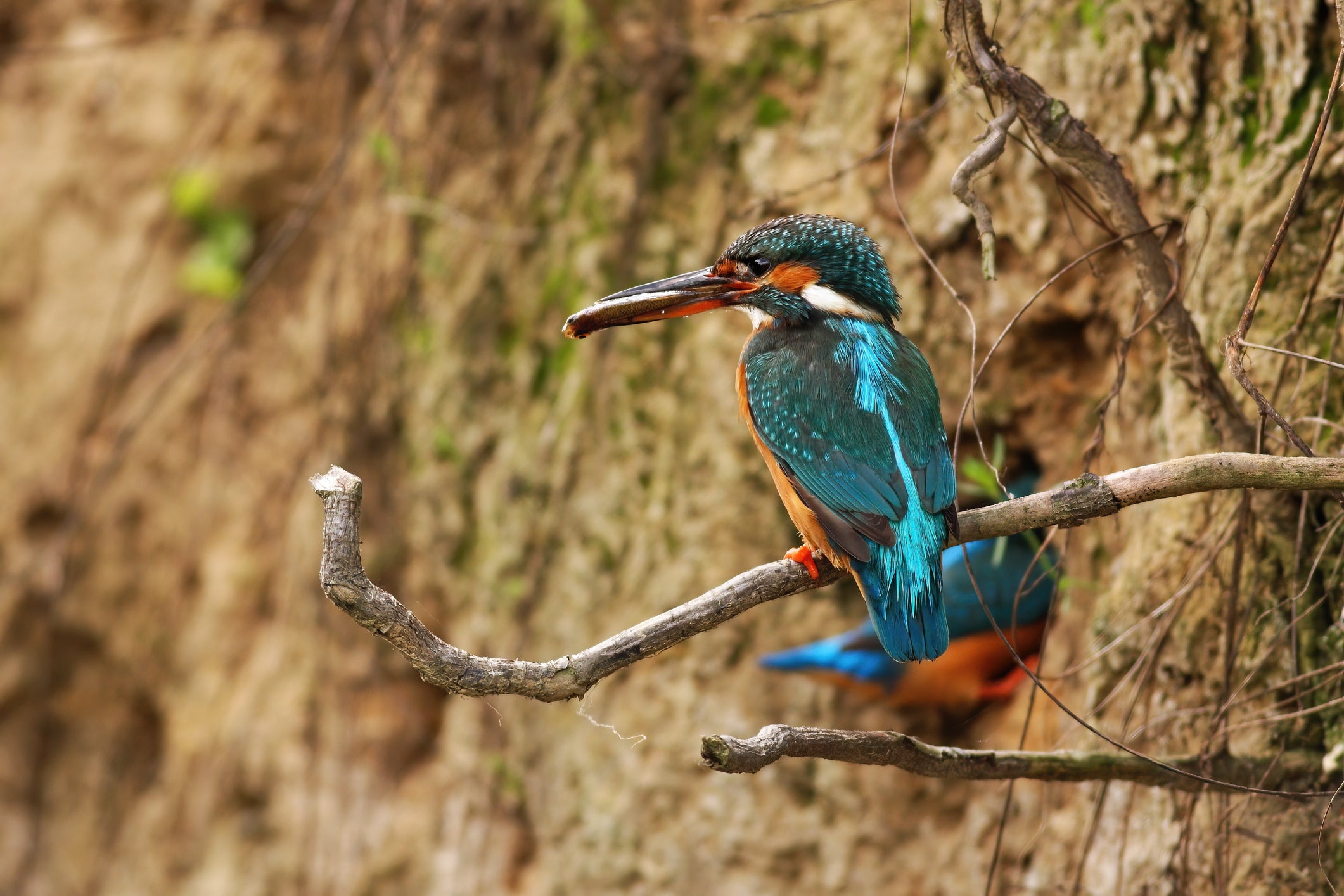 Kingfishers live in burrows in riverbanks, making them, their eggs and young, vulnerable to floods