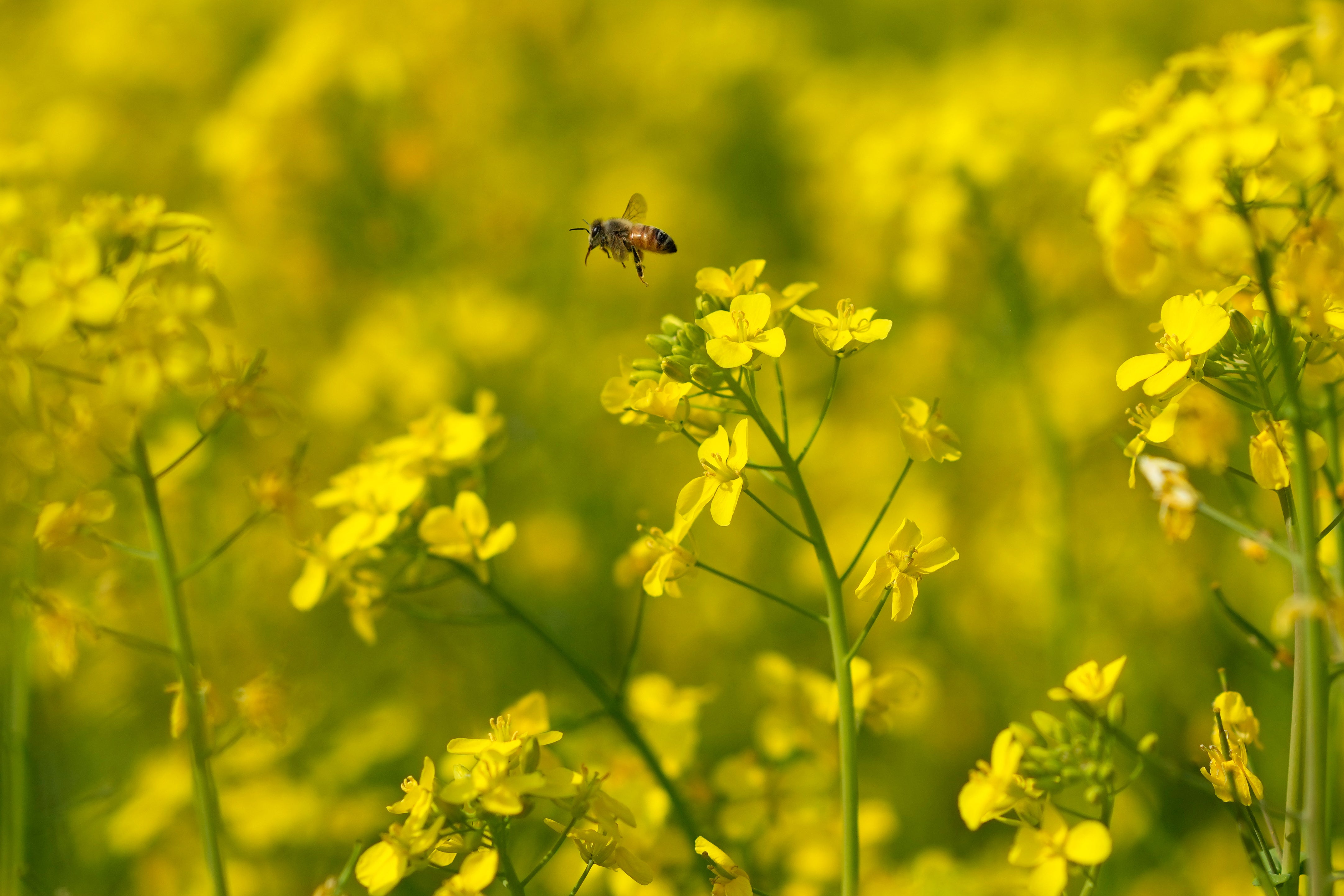 Climate India Migratory Beekeepers