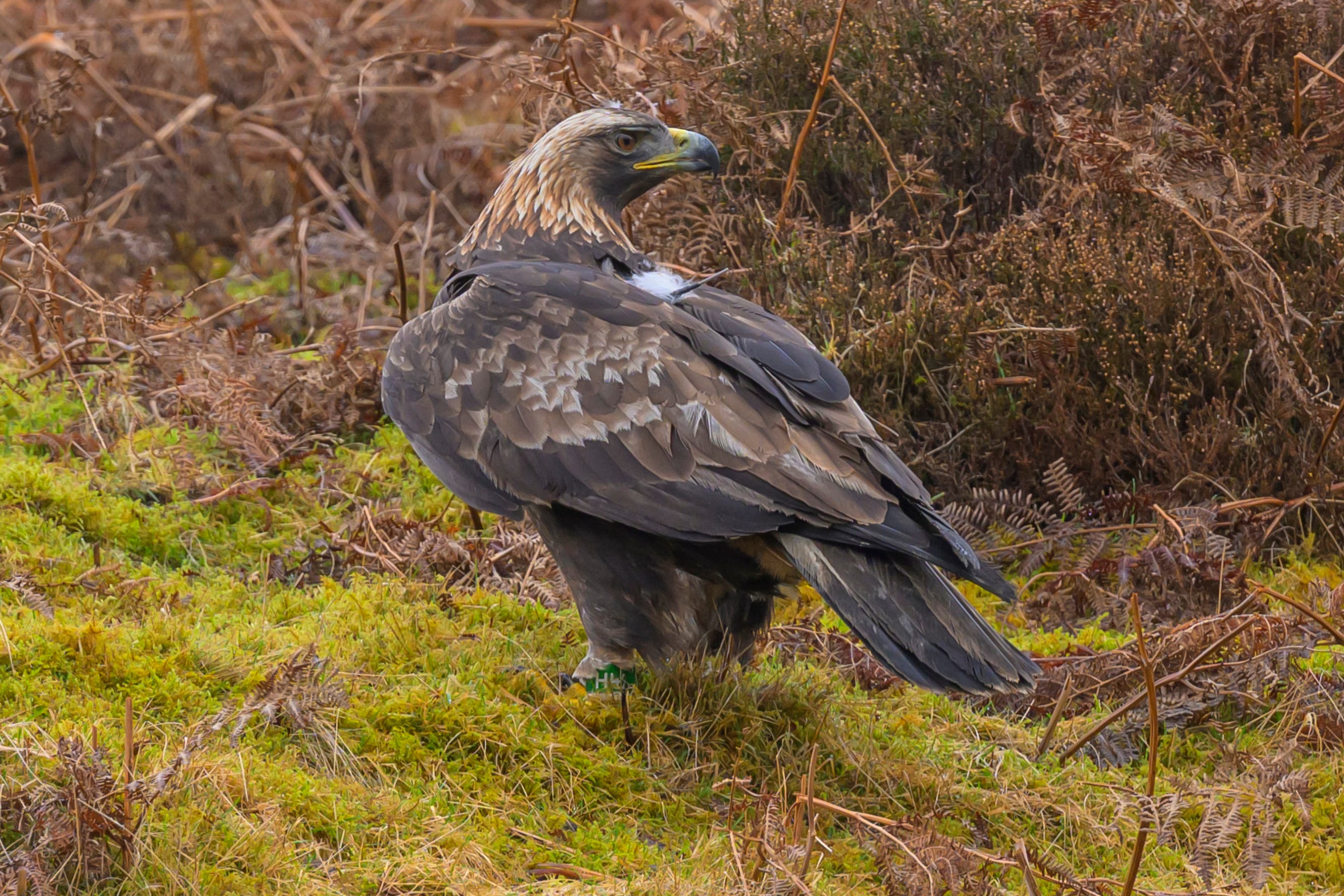 Hamlet was relocated to the Scottish Borders (Phil Wilkinson/ Restoring Upland Nature/ PA)