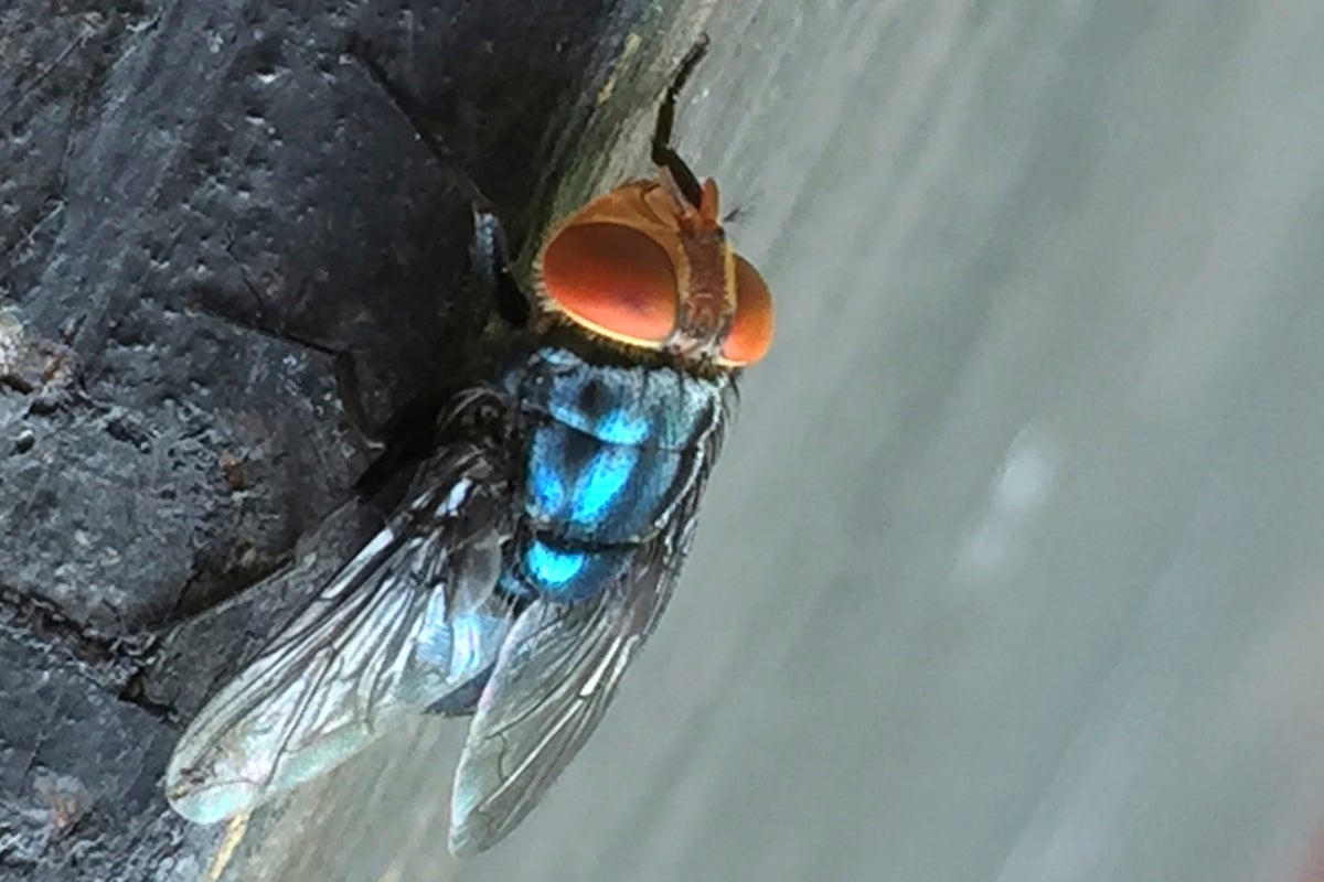 A flesh-eating parasite is threatening to reinvade the US. Here’s what it will take to stop it