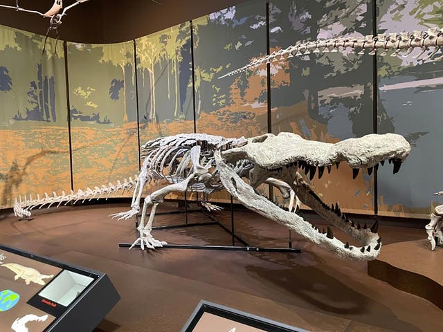 <p>Fossil replica of Deinosuchus schwimmeri on display in the Tellus Science Museum.</p>