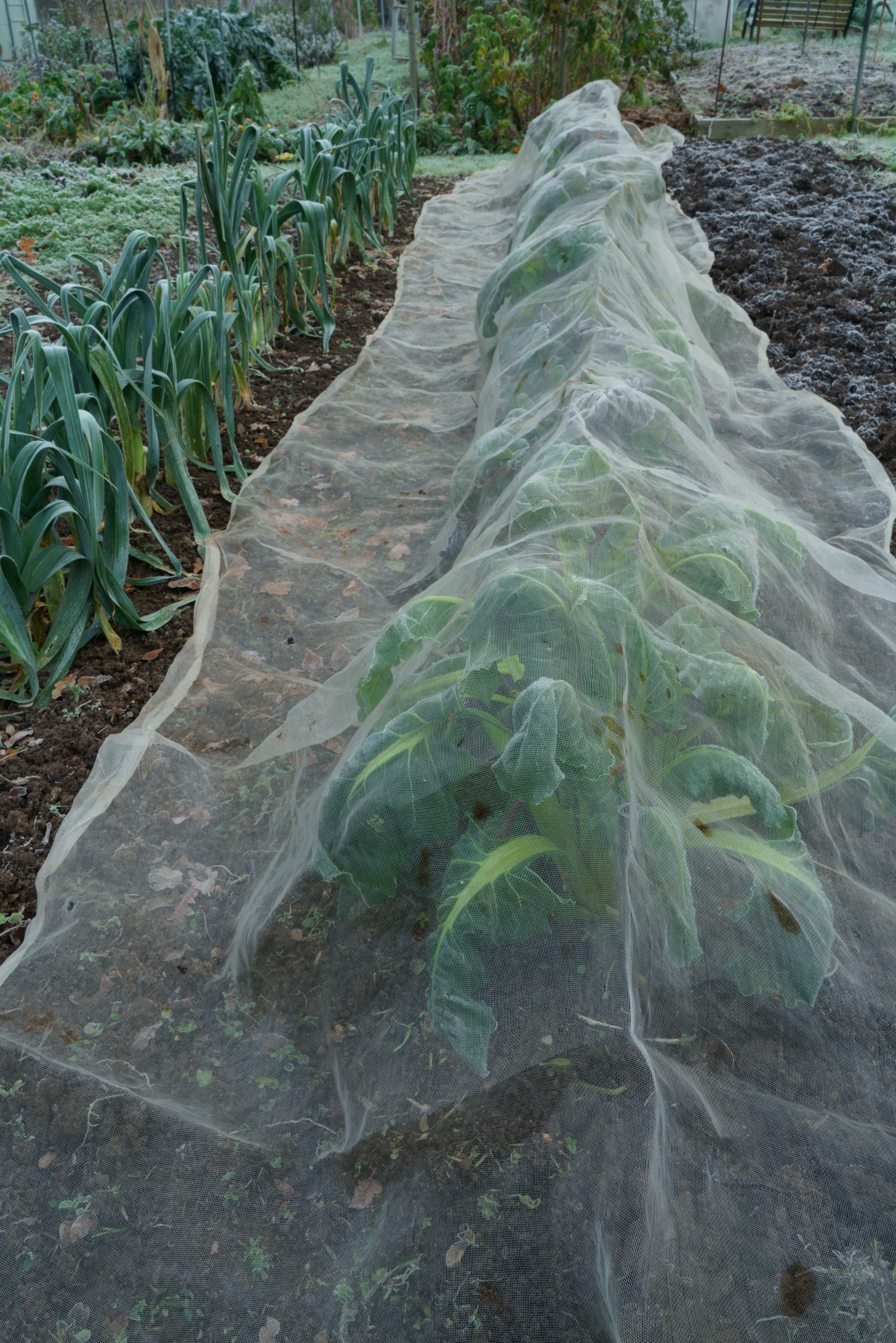 Protective netting covering Swiss chard on an allotment