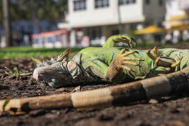 <p>An unusual cold snap in South Florida left many green iguanas ‘cold-stunned,’ a condition in which lower temperatures temporarily immobilize the reptiles</p>