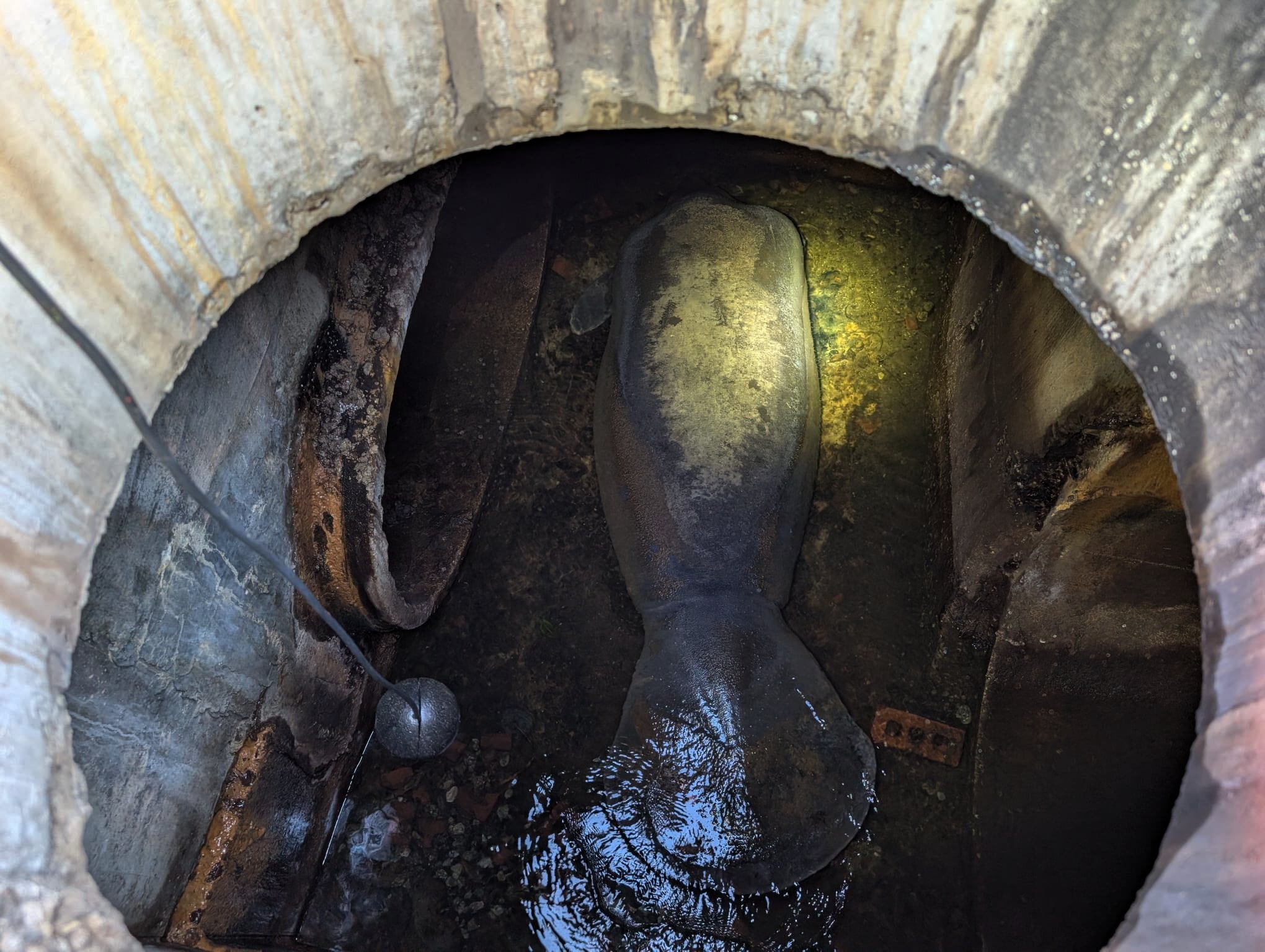 <p>This photo provided by Brevard County Fire Rescue shows members of Brevard County Fire Rescue help rescue a manatee that was stuck in a storm drain on Monday, Feb. 9, 2026 in Melbourne Beach, Fla. (Brevard County Fire Rescue via AP)</p>