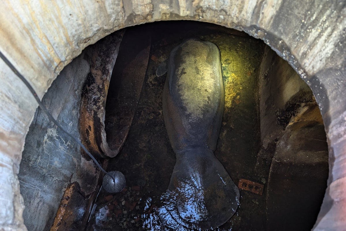 Huge 410-pound manatee rescued after becoming stuck in storm drain 
