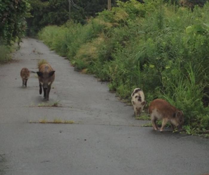 Дивље свиње са видљивим особинама повезаним са пореклом домаћих свиња у зони евакуације у Фукушими