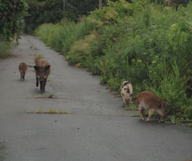<p>Wild boar with visible traits linked to domestic pig ancestry in Fukushima’s evacuation zone</p>