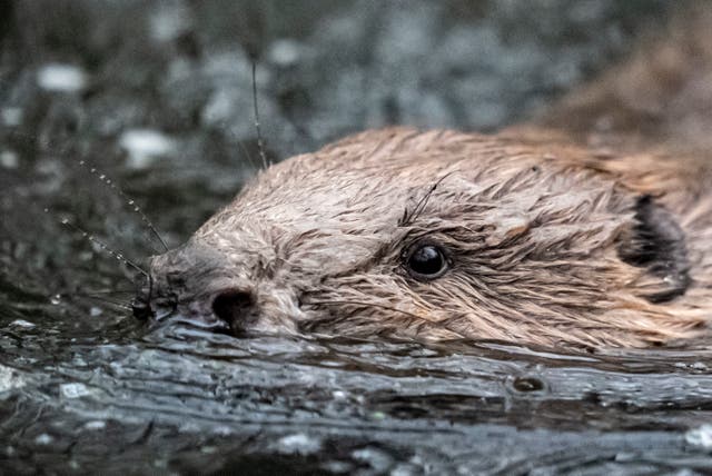 <p>Wild beavers are released into a pond within a wet woodland nature reserve at Holnicote Estate, Somerset</p>