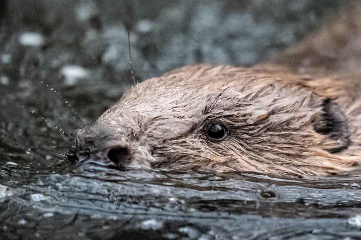 Beavers released into the wild to help bring back nature'