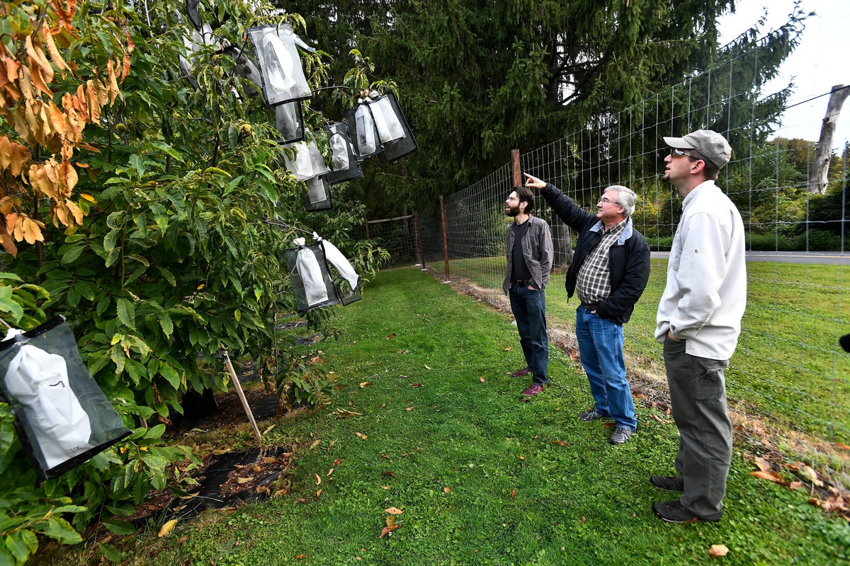 Scientists say genetic analysis could greatly speed restoration of iconic American chestnut