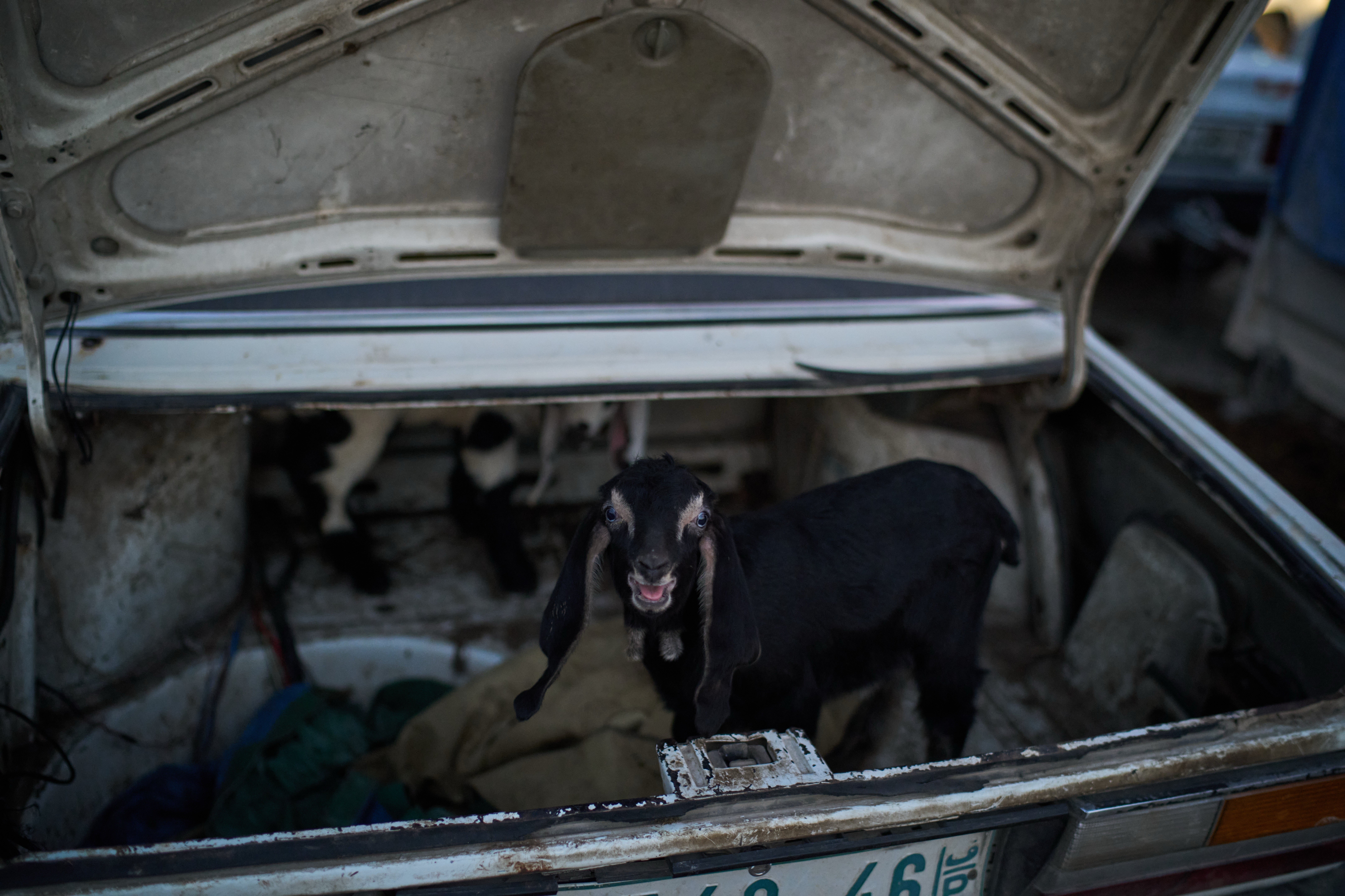 Palestinians Livestock Market