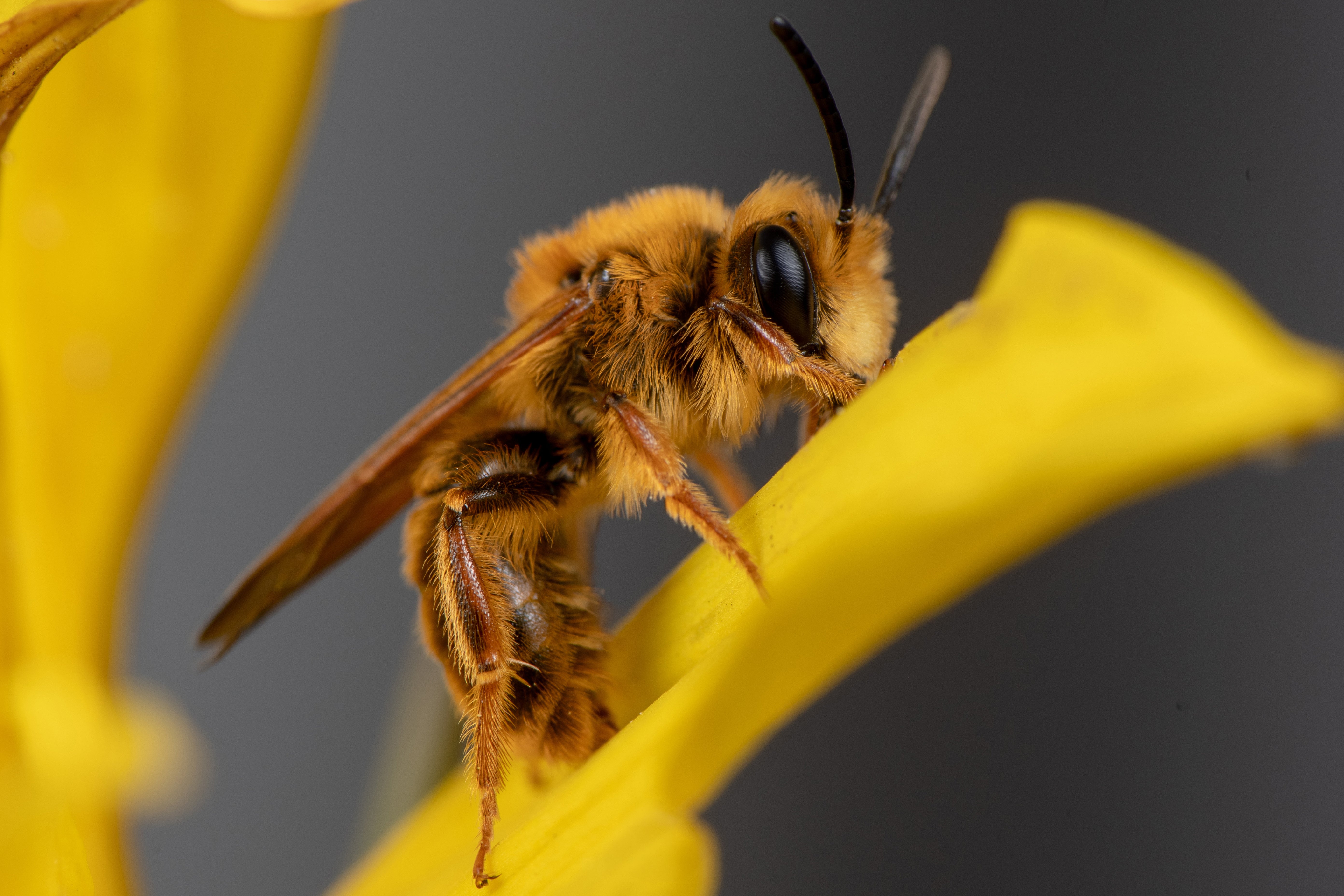 Photographing Bees