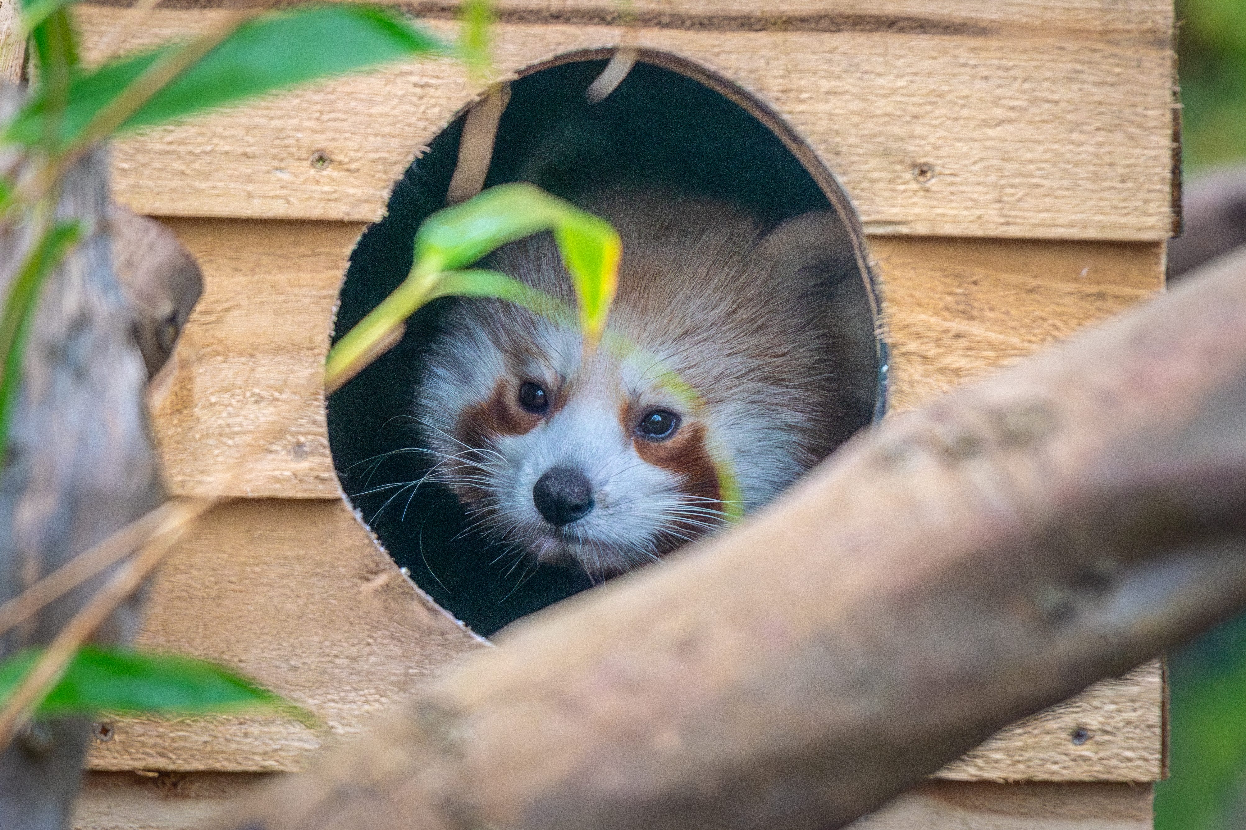 Asha the panda in her new home at the Bristol Zoo project (Jon Drew/Bristol Zoo Project/PA)
