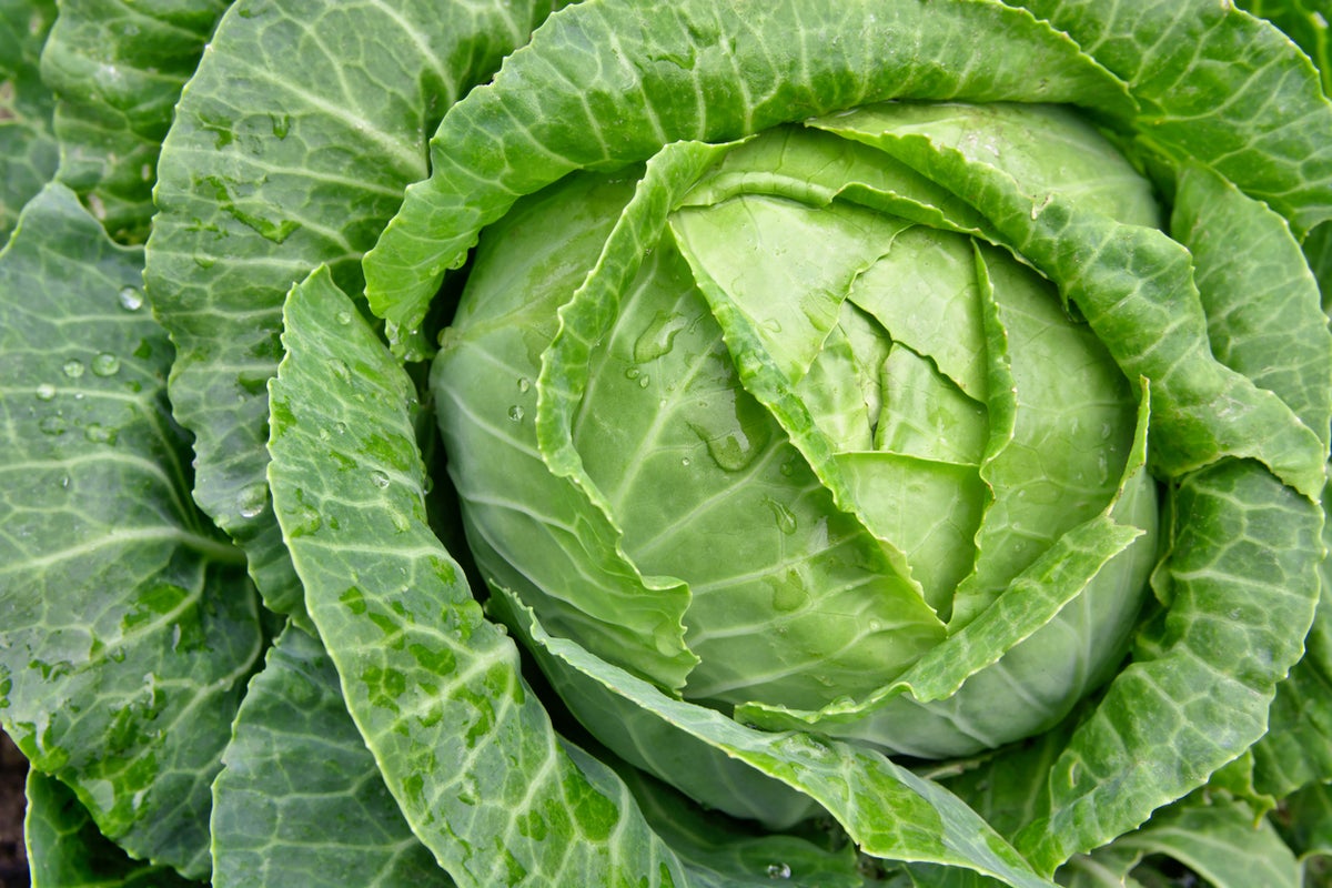 Cabbage Core &ndash; the trend that&rsquo;s here to stay