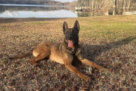 A police dog from Georgia was hit by a vehicle while in pursuit of a bank robbery suspect but the furry fighter is expected to make a full recovery