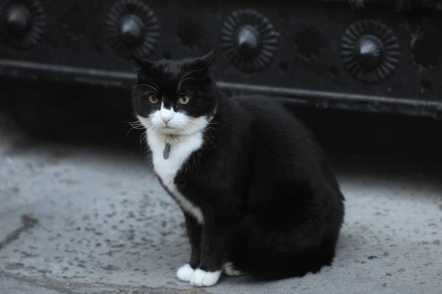 <p>Chief mouser Palmerston, a rescue cat from Battersea Dogs and Cats Home, during his residence at the Foreign and Commonwealth Office in London (Nick Ansell/PA)</p>