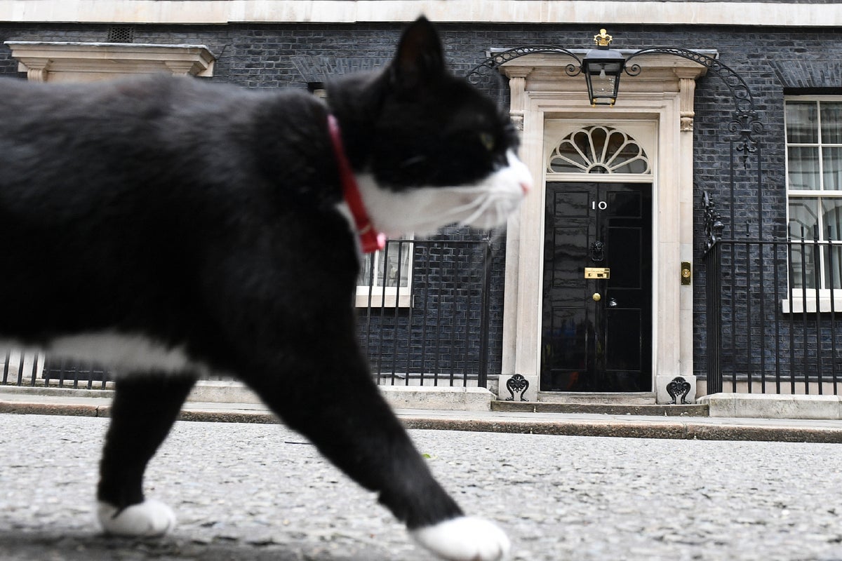 Tributes paid to beloved political cat after death in Bermuda