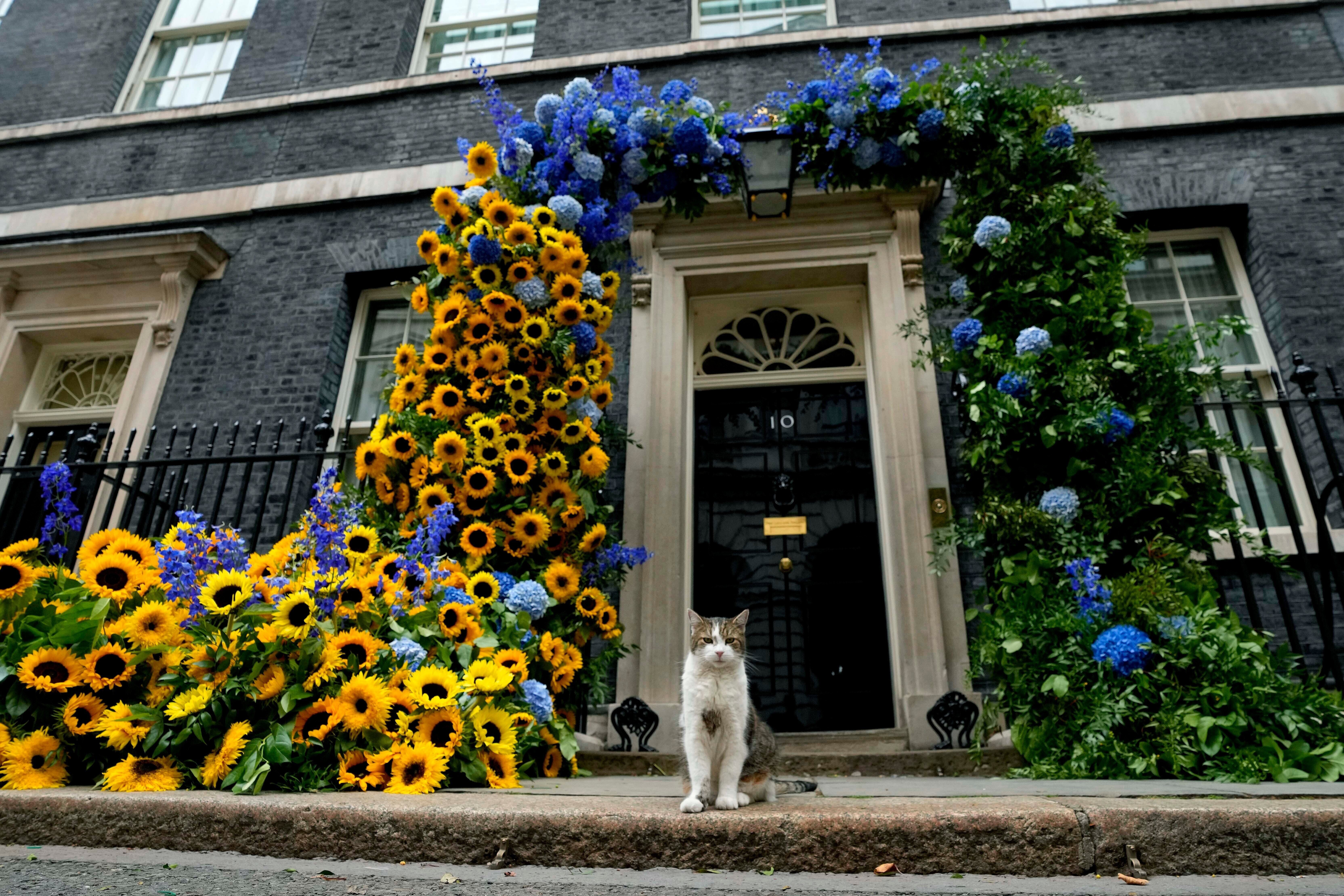Larry the Cat sits in frontof the flower decoration outside 10 Downing Street in the national Ukrainian colours, on Ukraine Independence Day