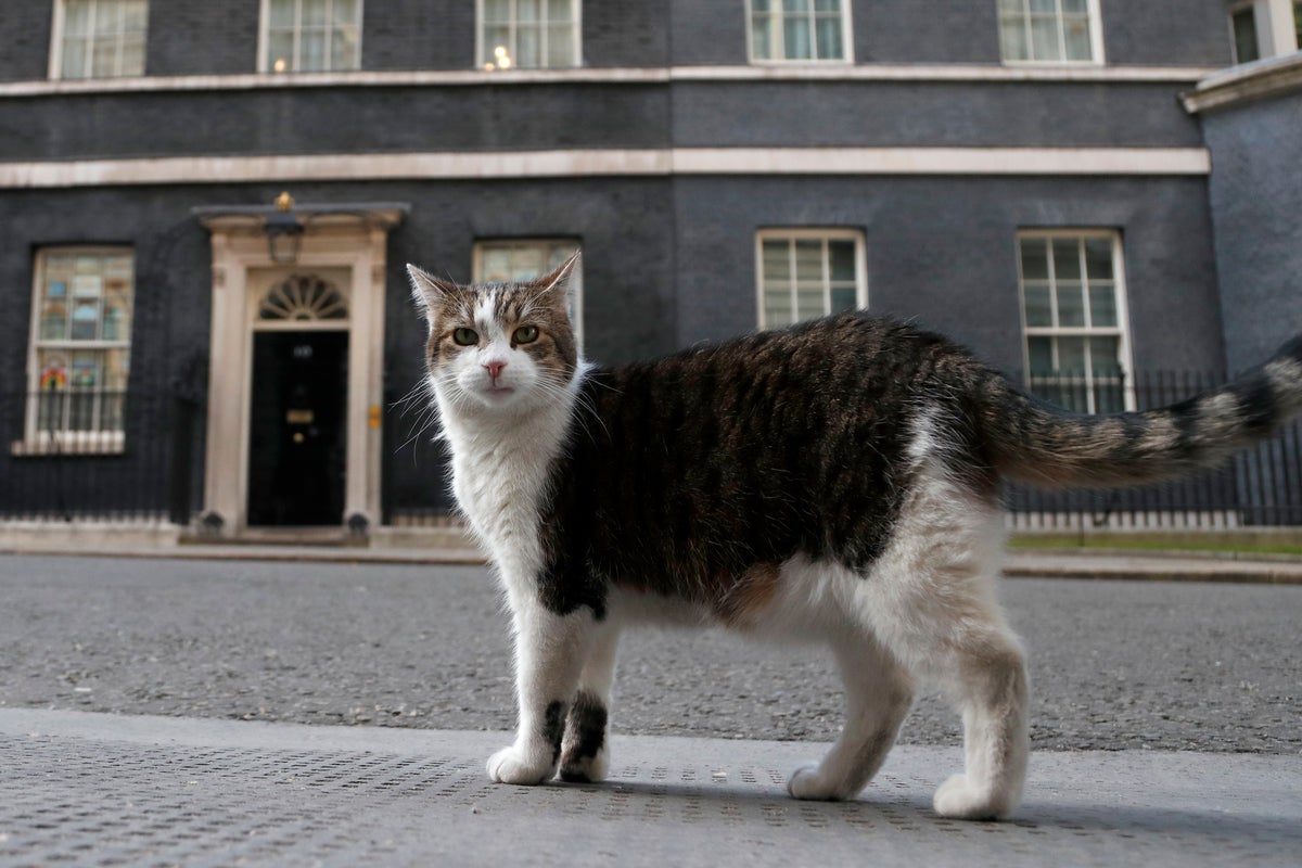 ‘First feline’ Larry marks 15 years as Britain’s political top cat – UK Times
