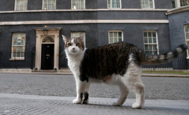 REINO UNIDO-GATO LARRY
