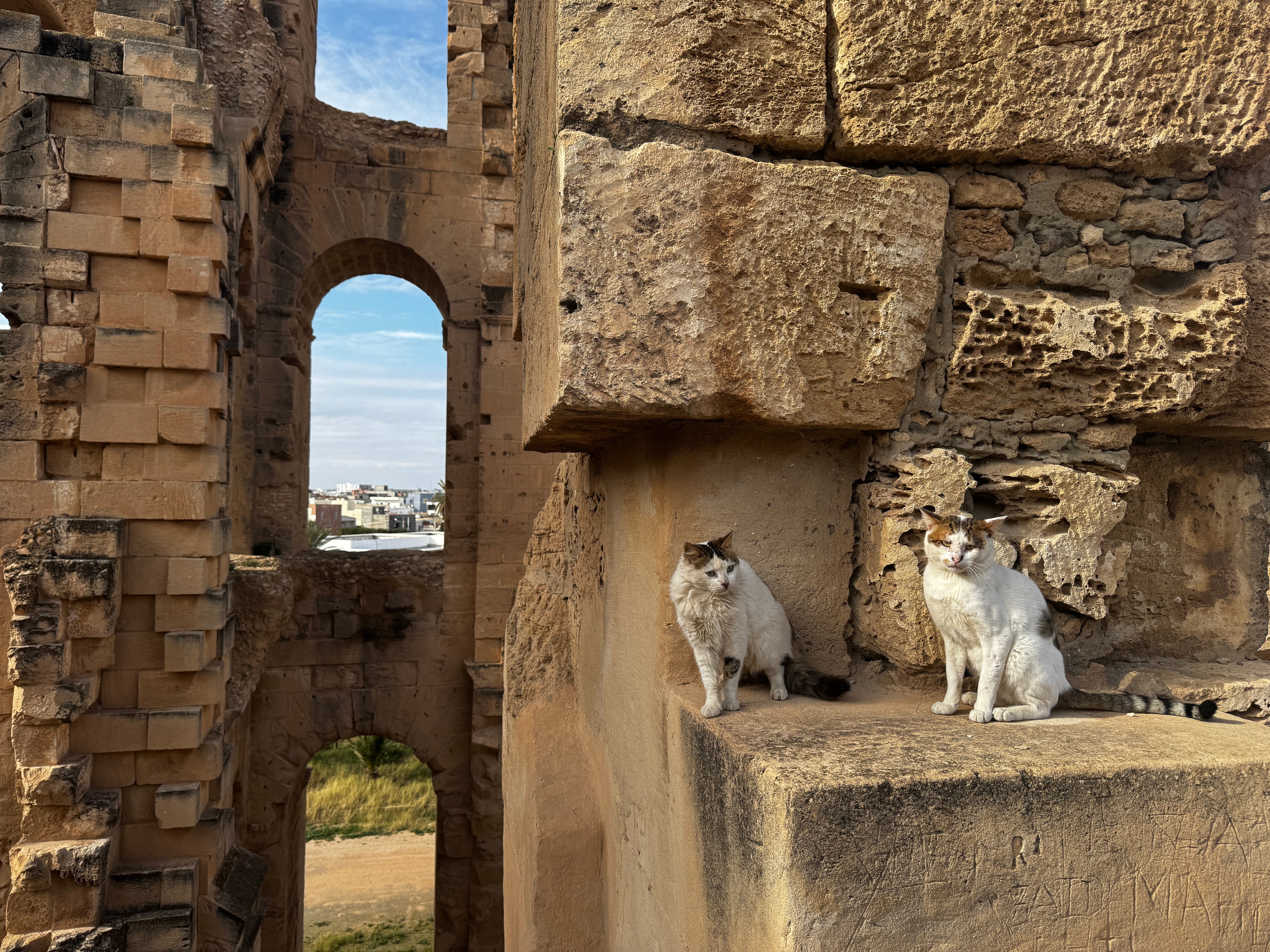 Feline friends at El Djem