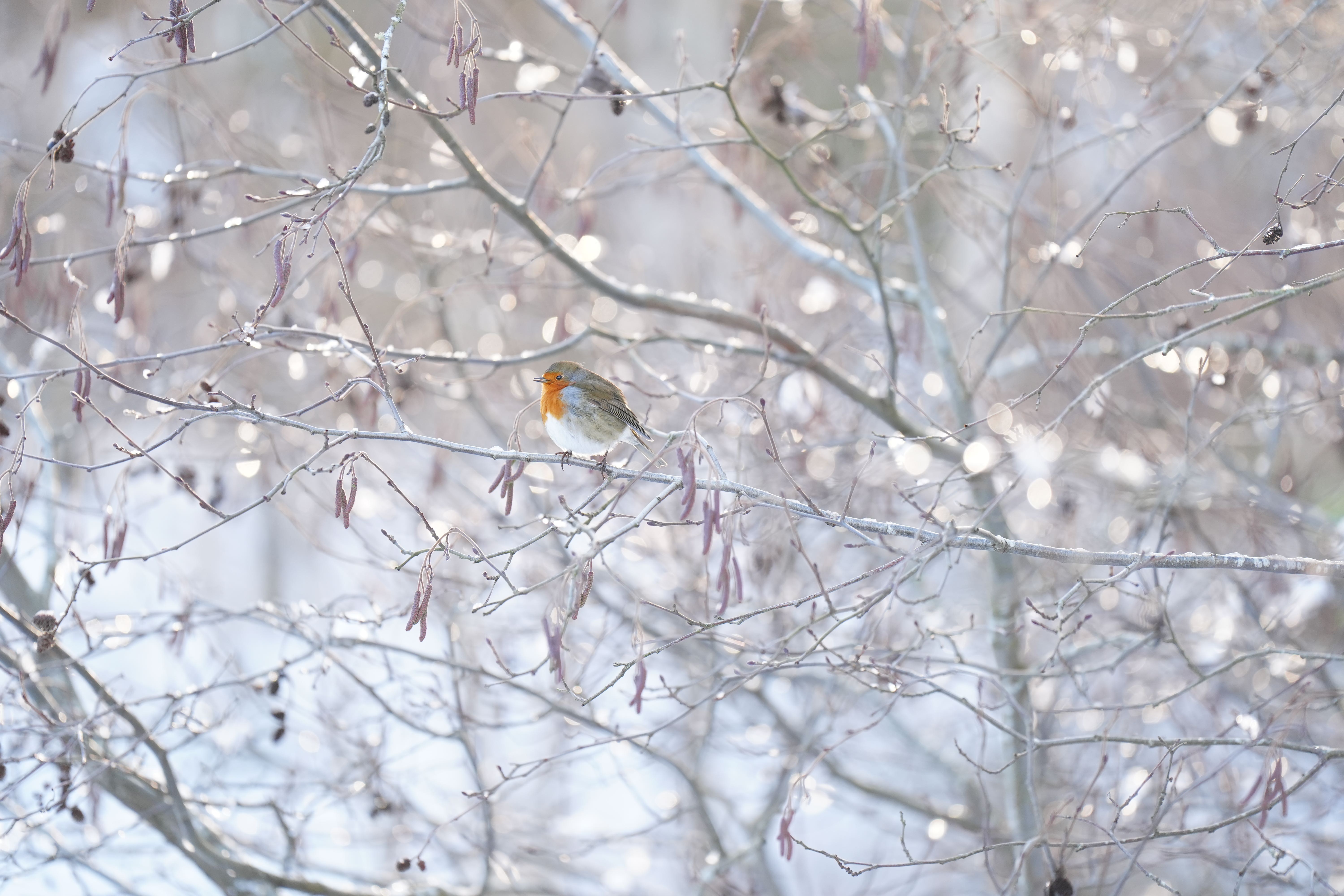 <p>An ice warning is in force across parts of the UK</p>