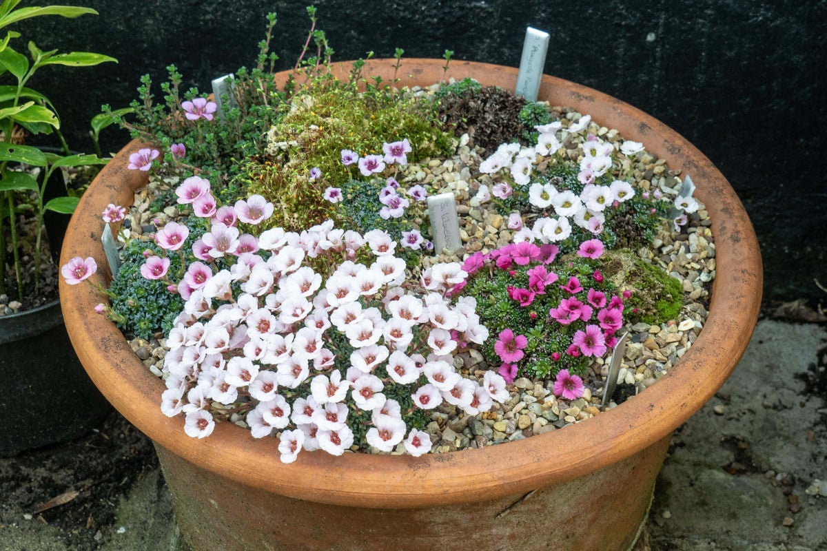 How to create the perfect alpine container How to create the perfect alpine container