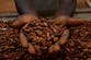 World’s top cocoa producer sees crops flourish amid unseasonal rain