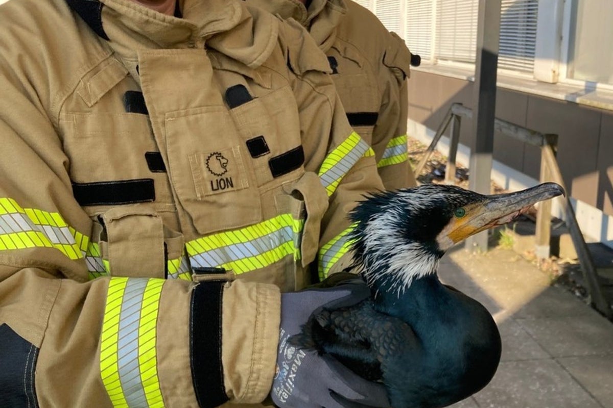 An injured seabird pecks at an emergency room door, prompting its own rescue