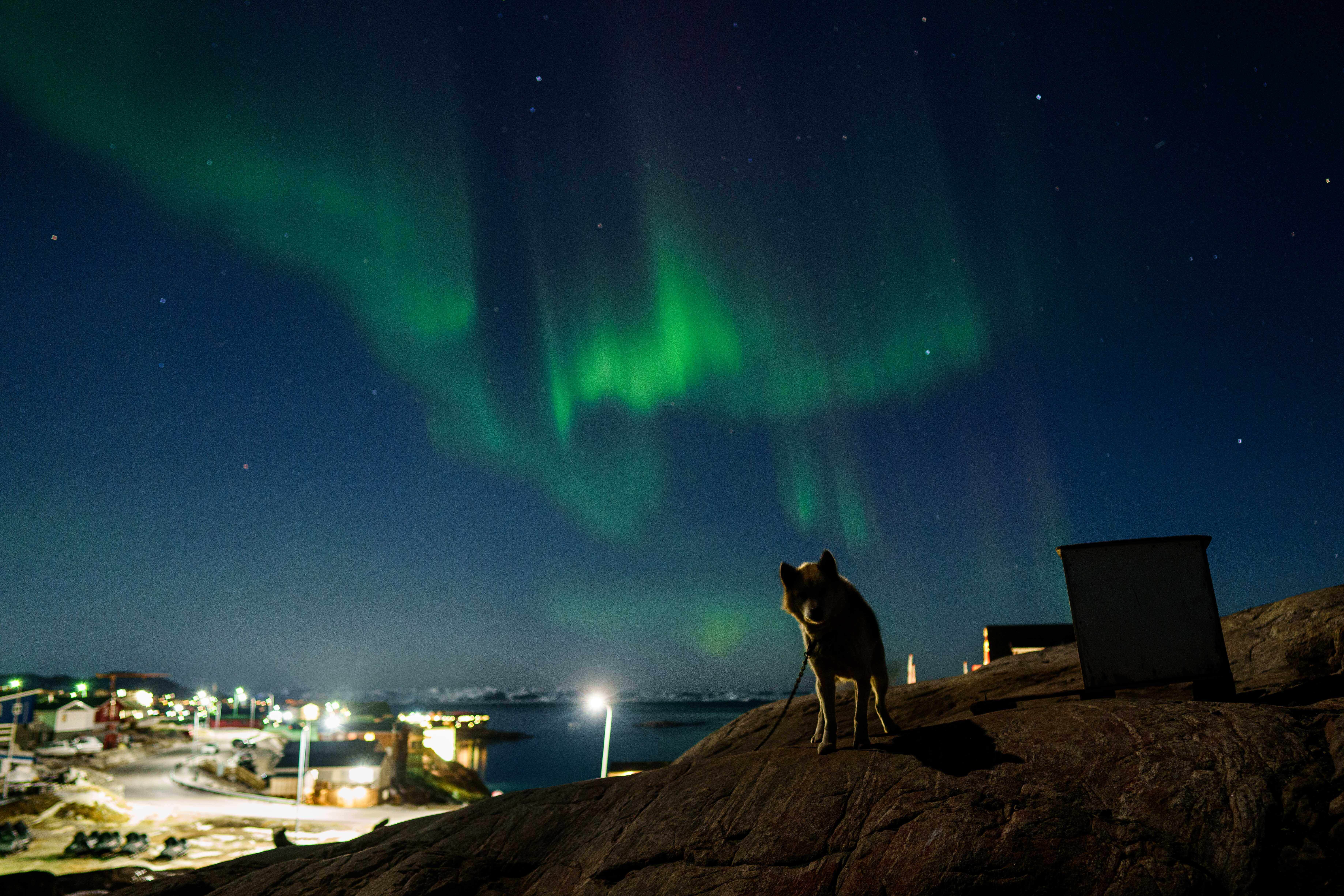 APTOPIX Climate Greenland Sled Dogs