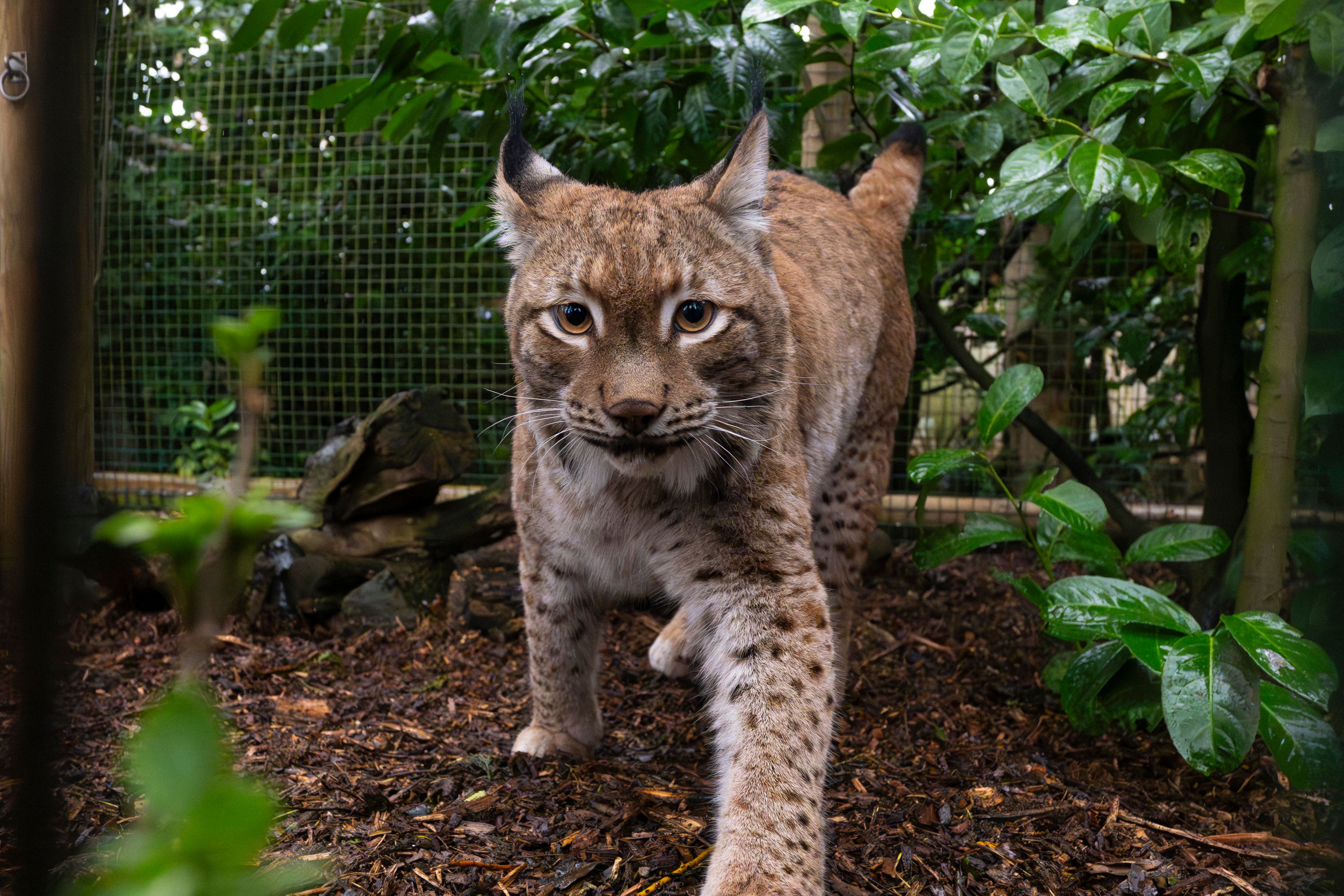 Eurasian lynx takes first steps in UK sanctuary after rescue from Ukraine