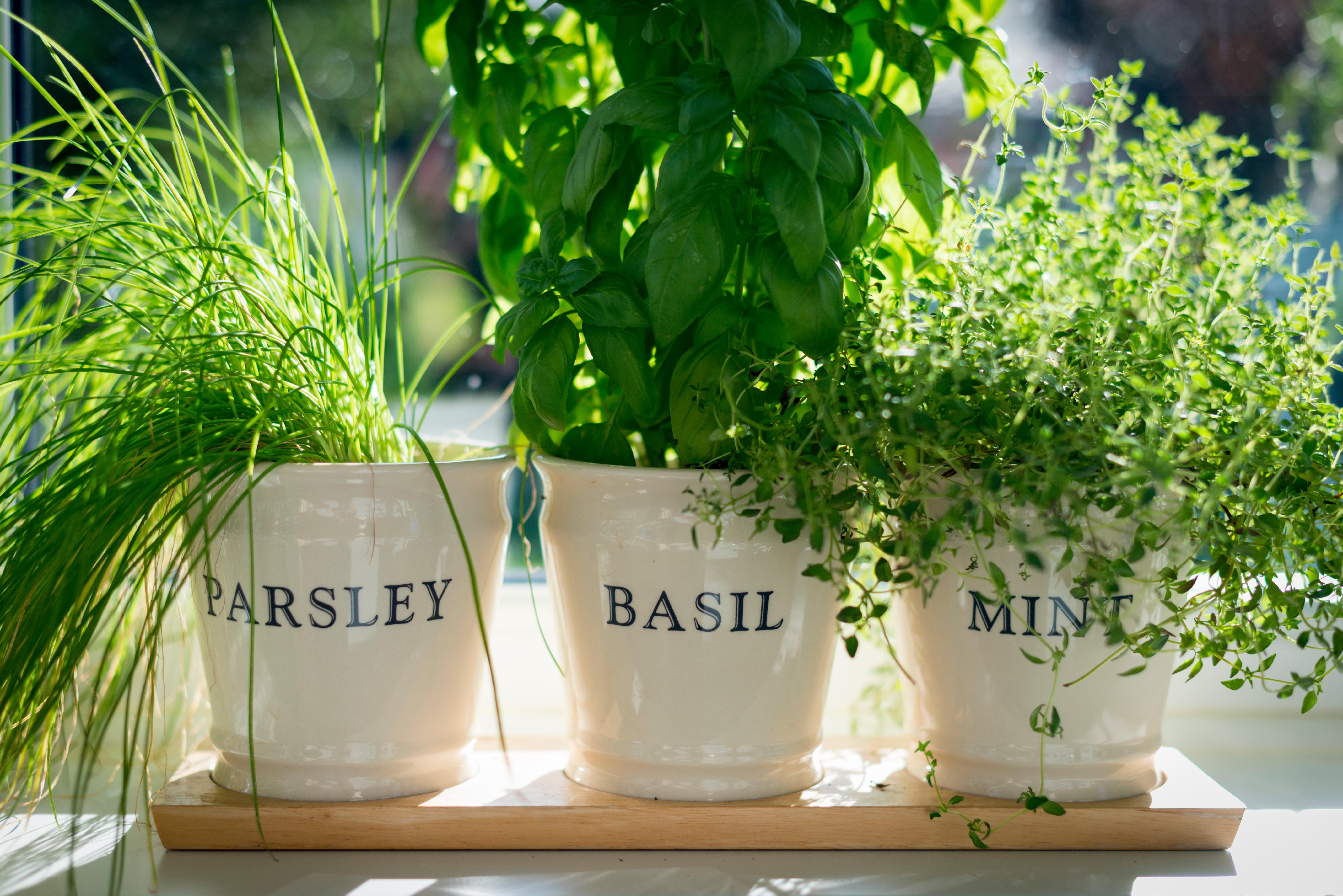 Growing herbs on your windowsill is a lovely way to introduce nature into your space